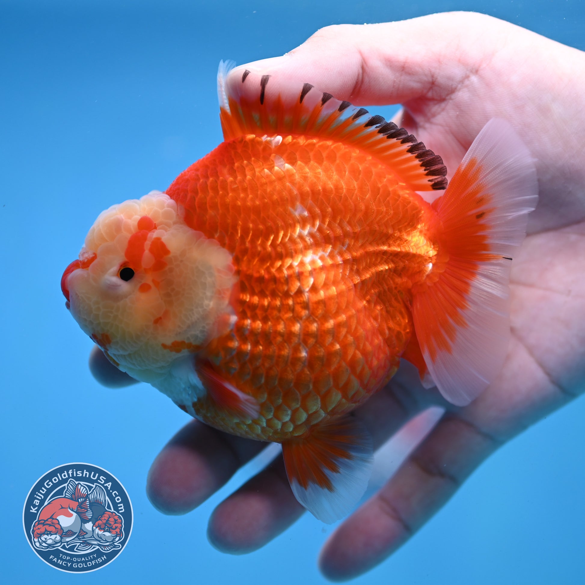 Red White Oranda 4 inch Body (260306_OR12)