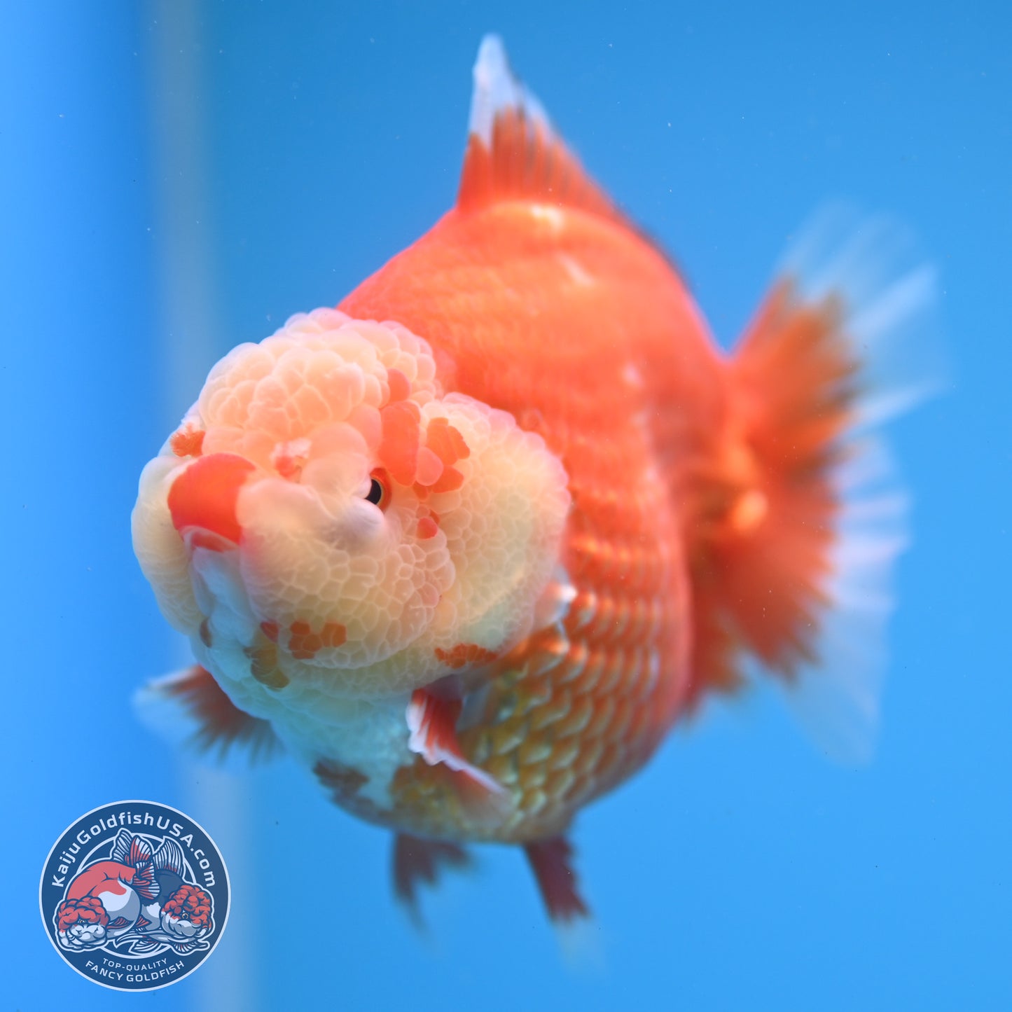 Red White Oranda 4 inch Body (260306_OR12)