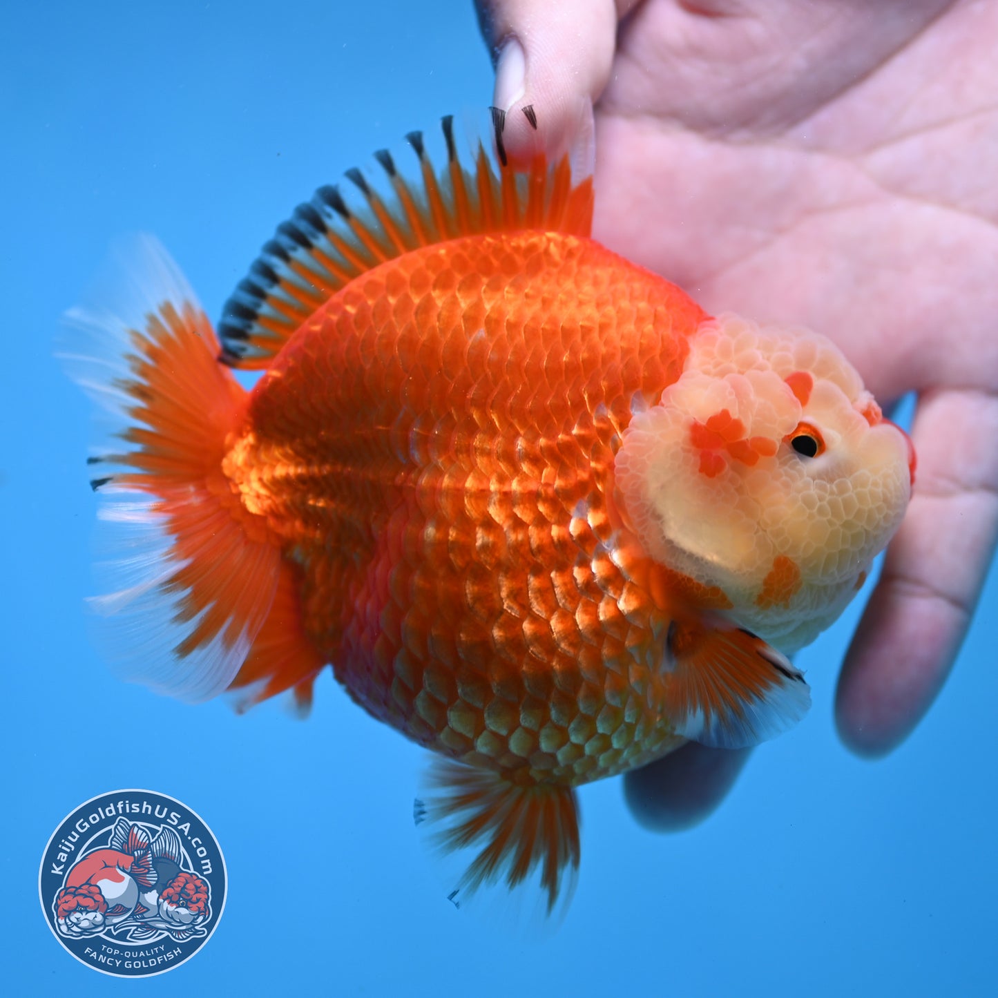 Red White Oranda 4 inch Body (260306_OR12)