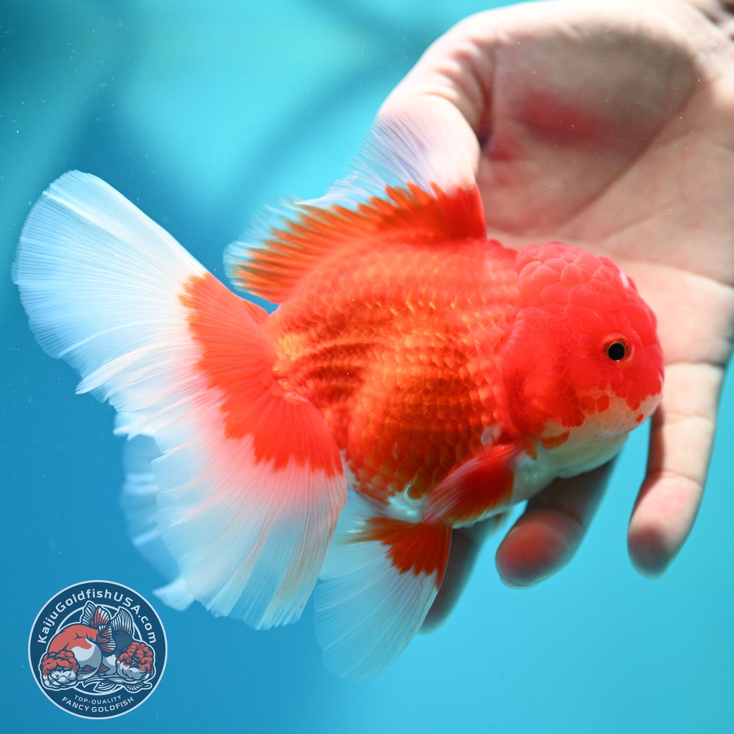Red White Oranda 4 inch Body (260515_OR10)