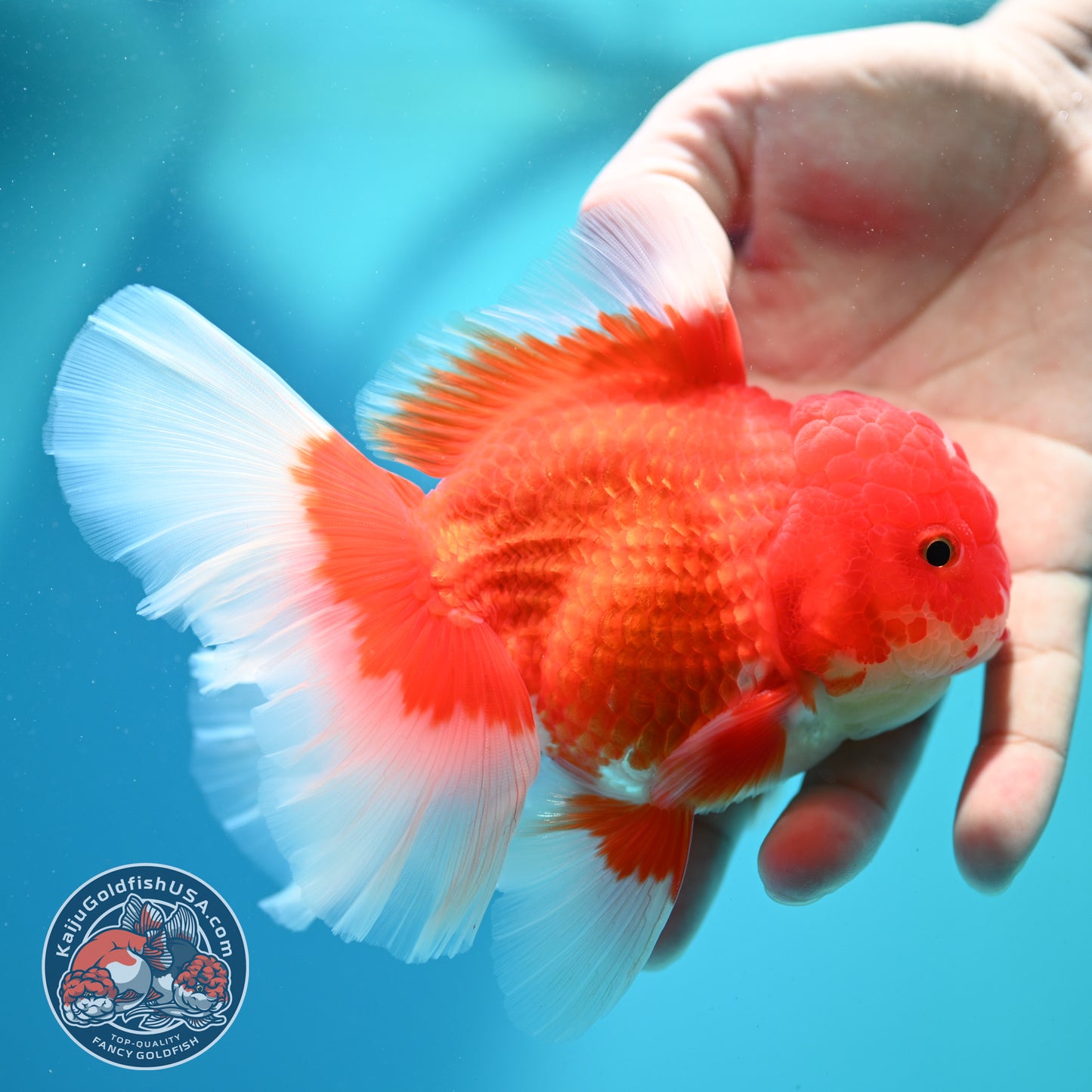 Red White Oranda 4 inch Body (260515_OR10)