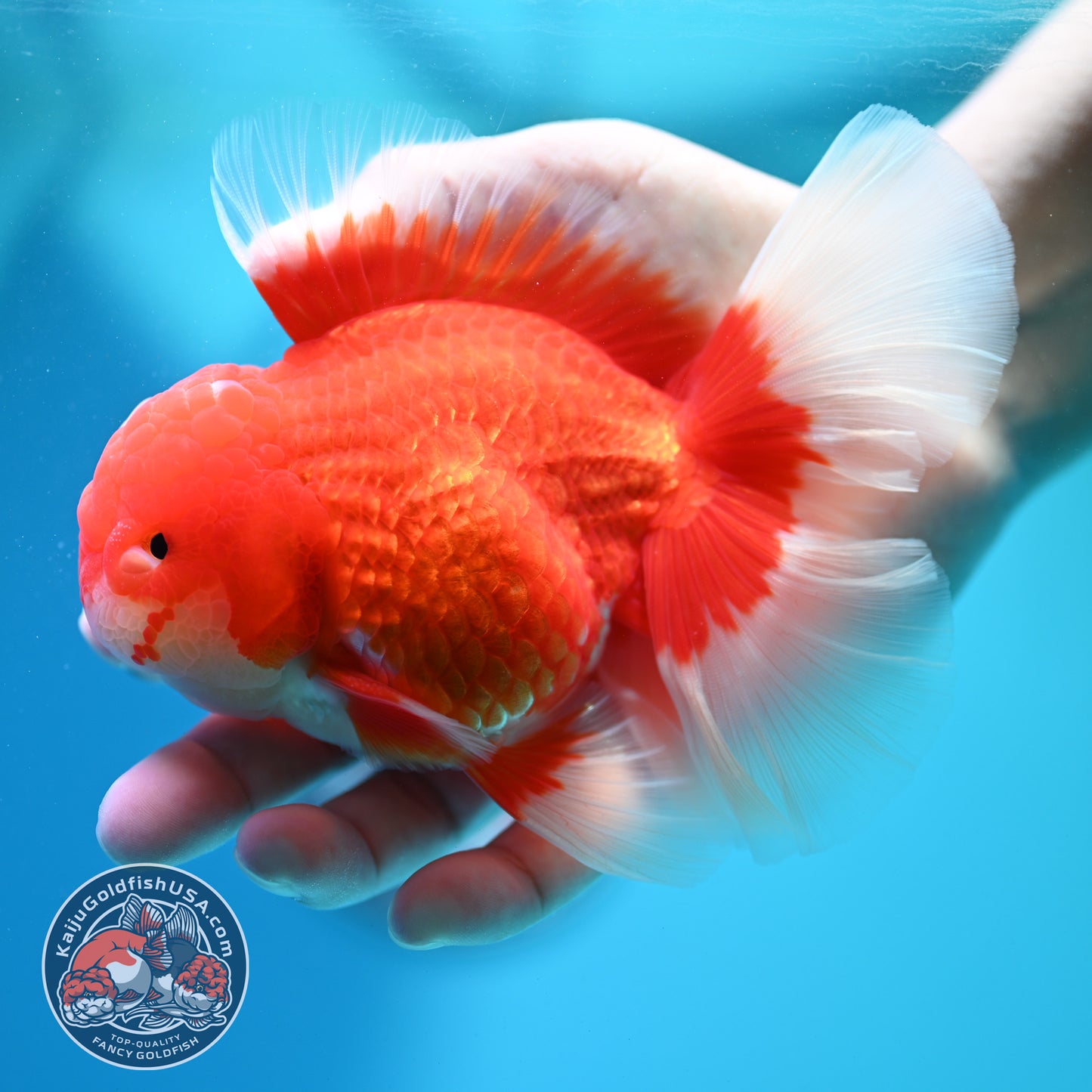 Red White Oranda 4 inch Body (260515_OR10)