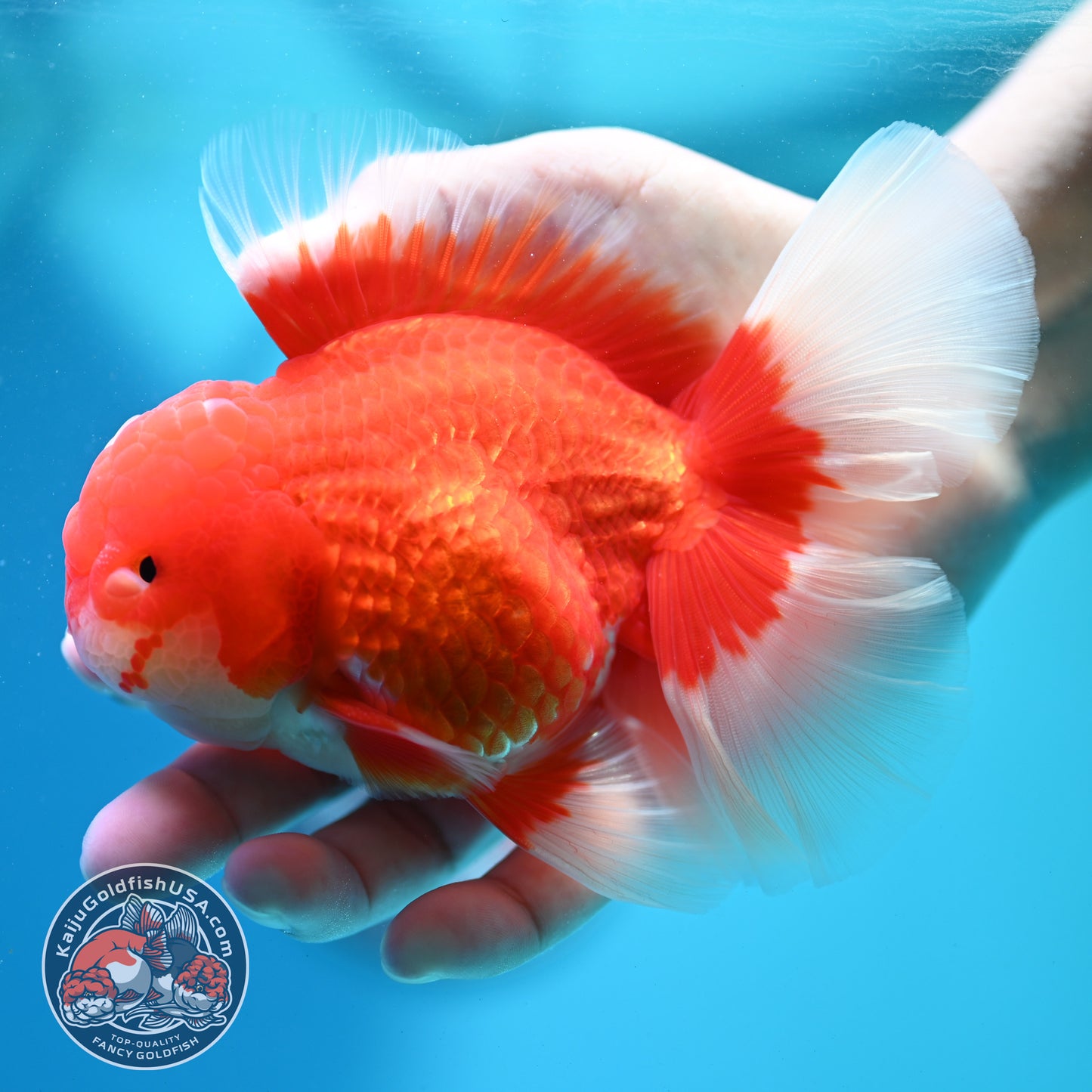 Red White Oranda 4 inch Body (260515_OR10)