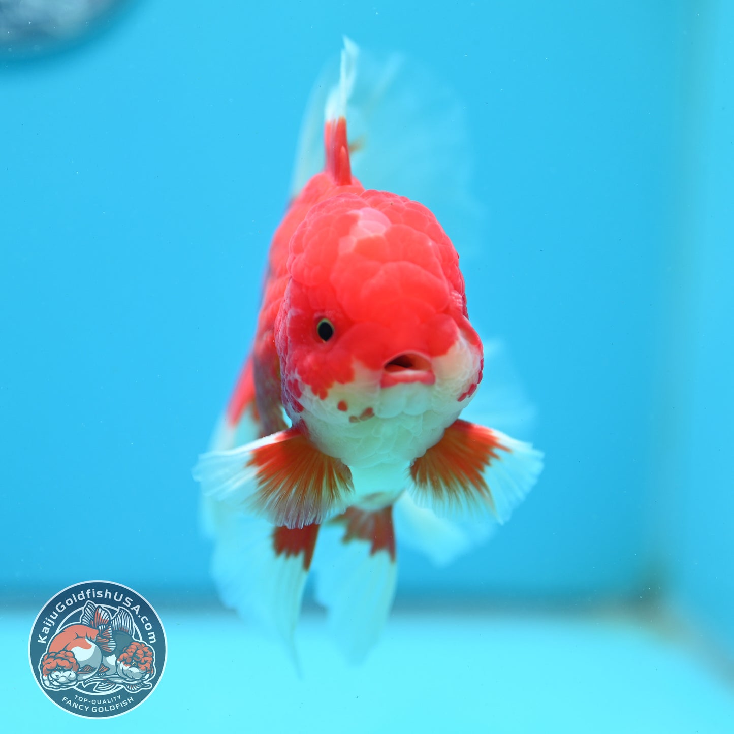 Red White Oranda 4 inch Body (260515_OR10)
