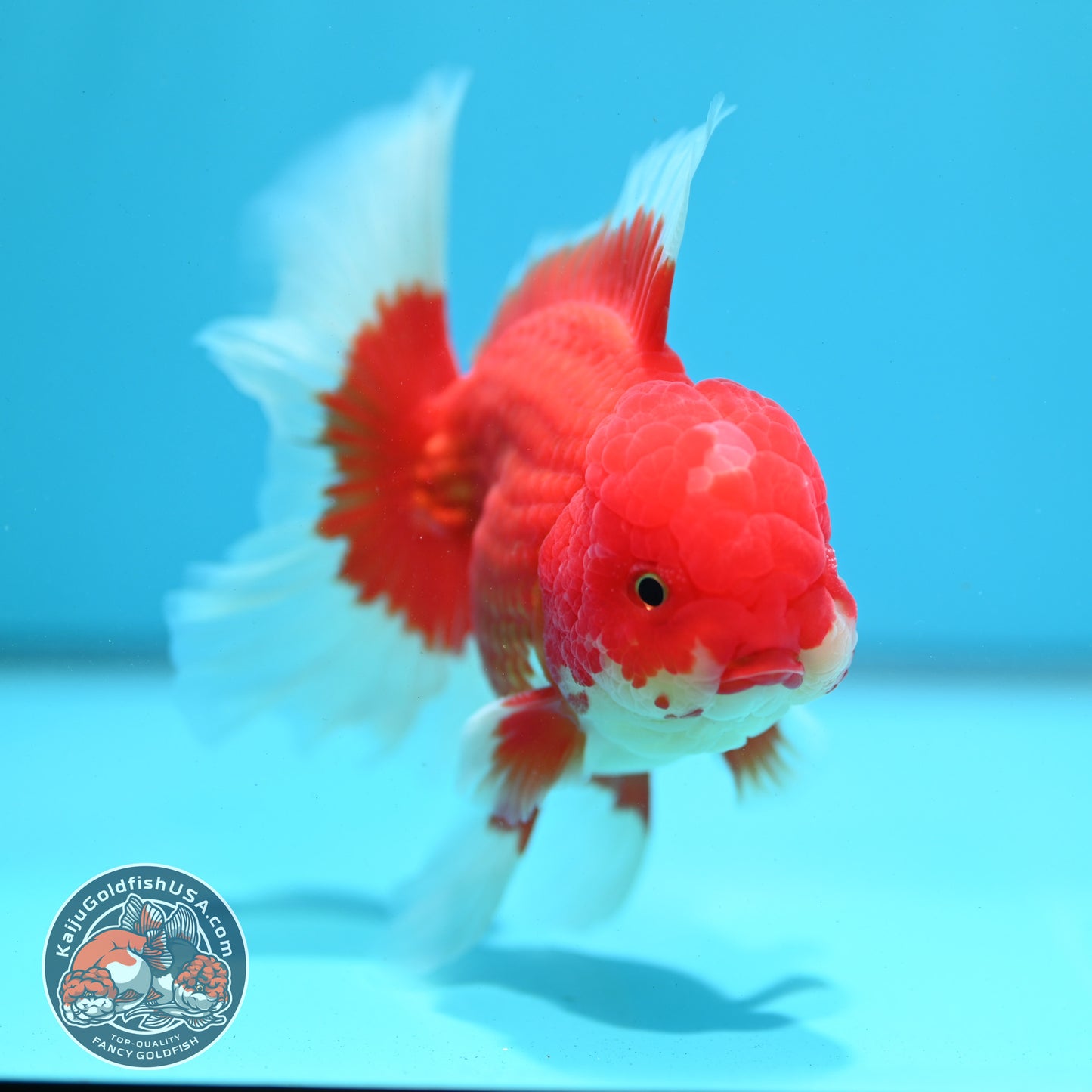 Red White Oranda 4 inch Body (260515_OR10)