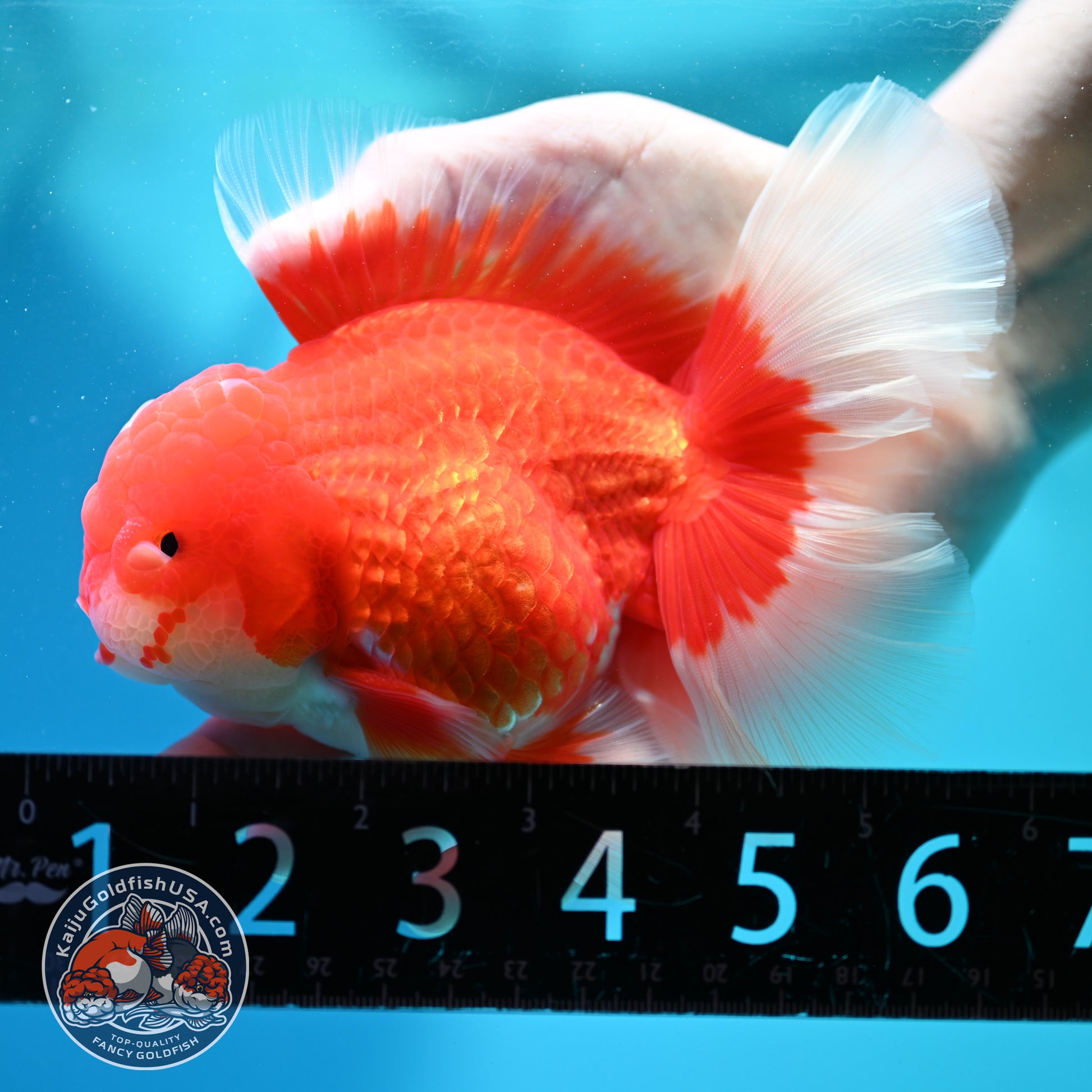 Red White Oranda 4 inch Body (260515_OR10)