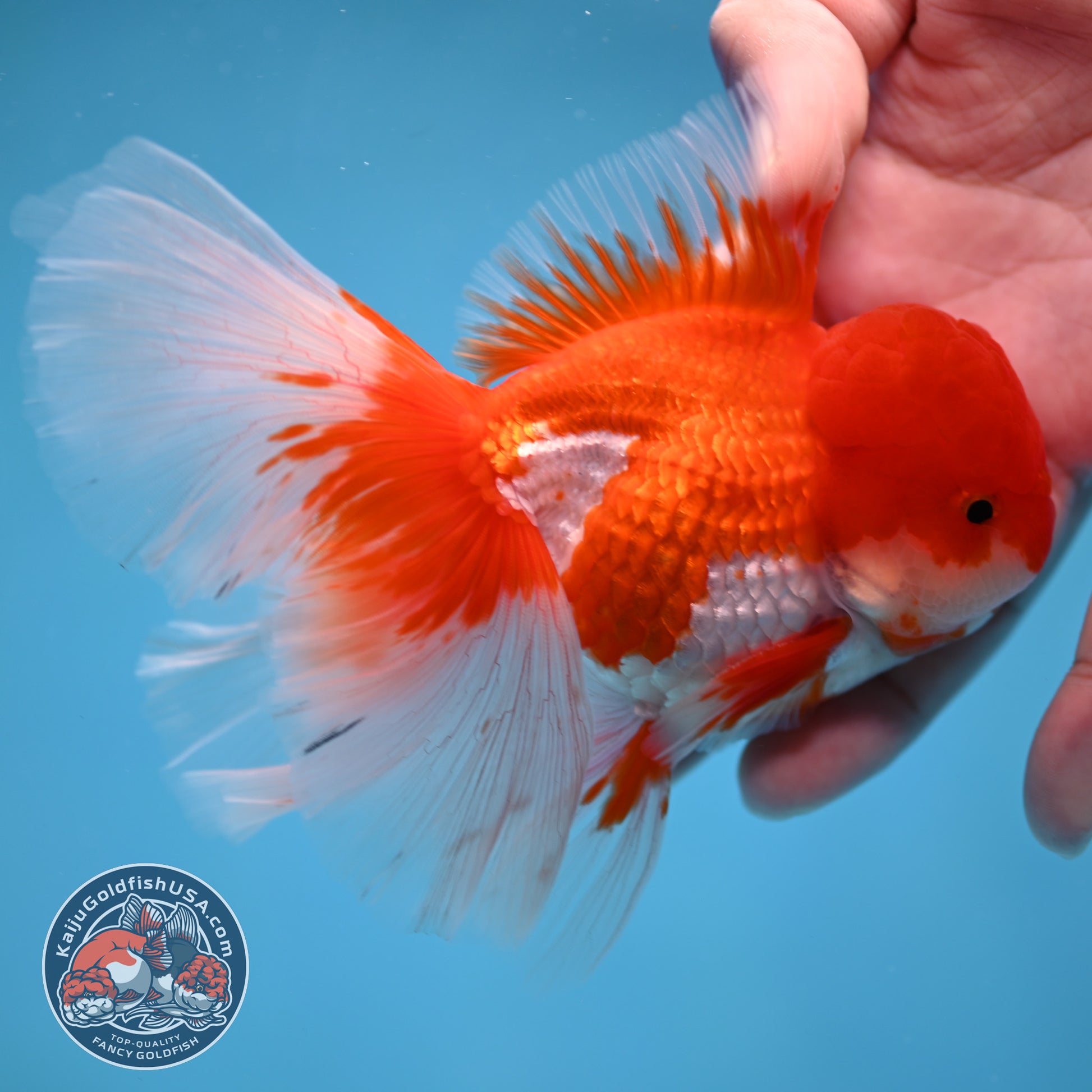 Red White Orchid Tail Oranda 3.5 inch Body (260213_OR12)