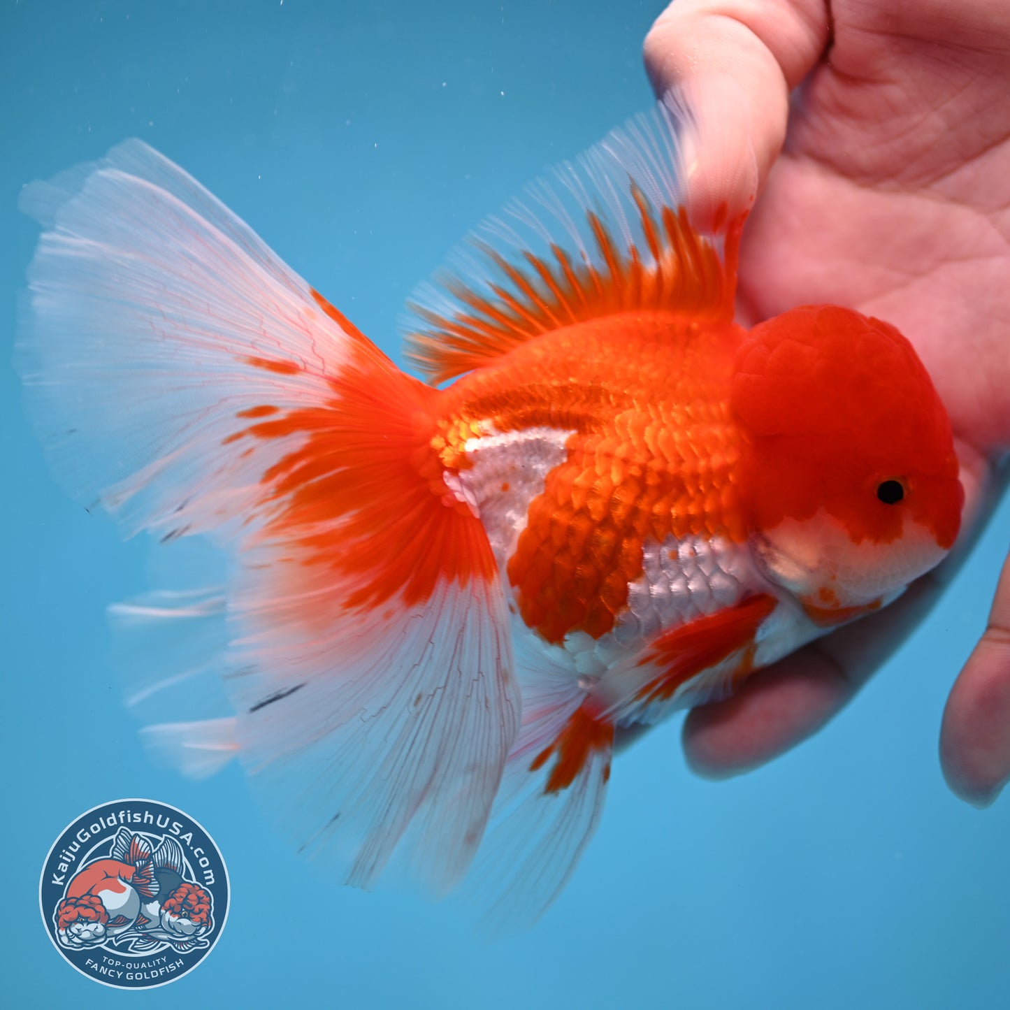 Red White Orchid Tail Oranda 3.5 inch Body (260213_OR12)