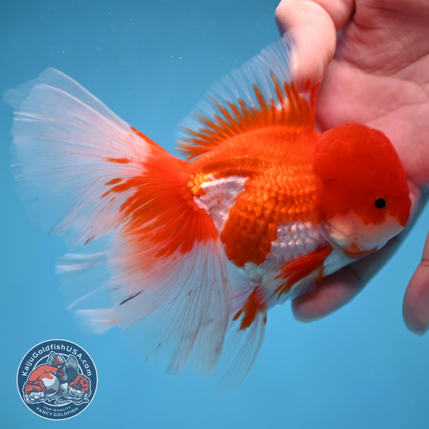 Red White Orchid Tail Oranda 3.5 inch Body (260213_OR12)