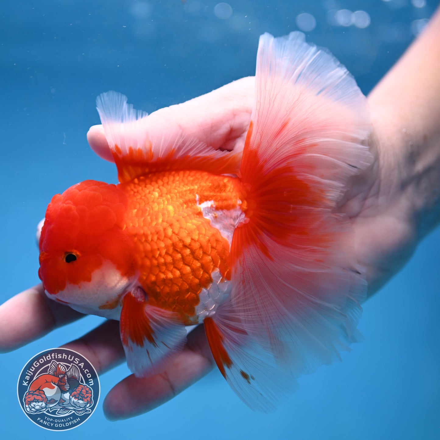 Red White Orchid Tail Oranda 3.5 inch Body (260213_OR12)