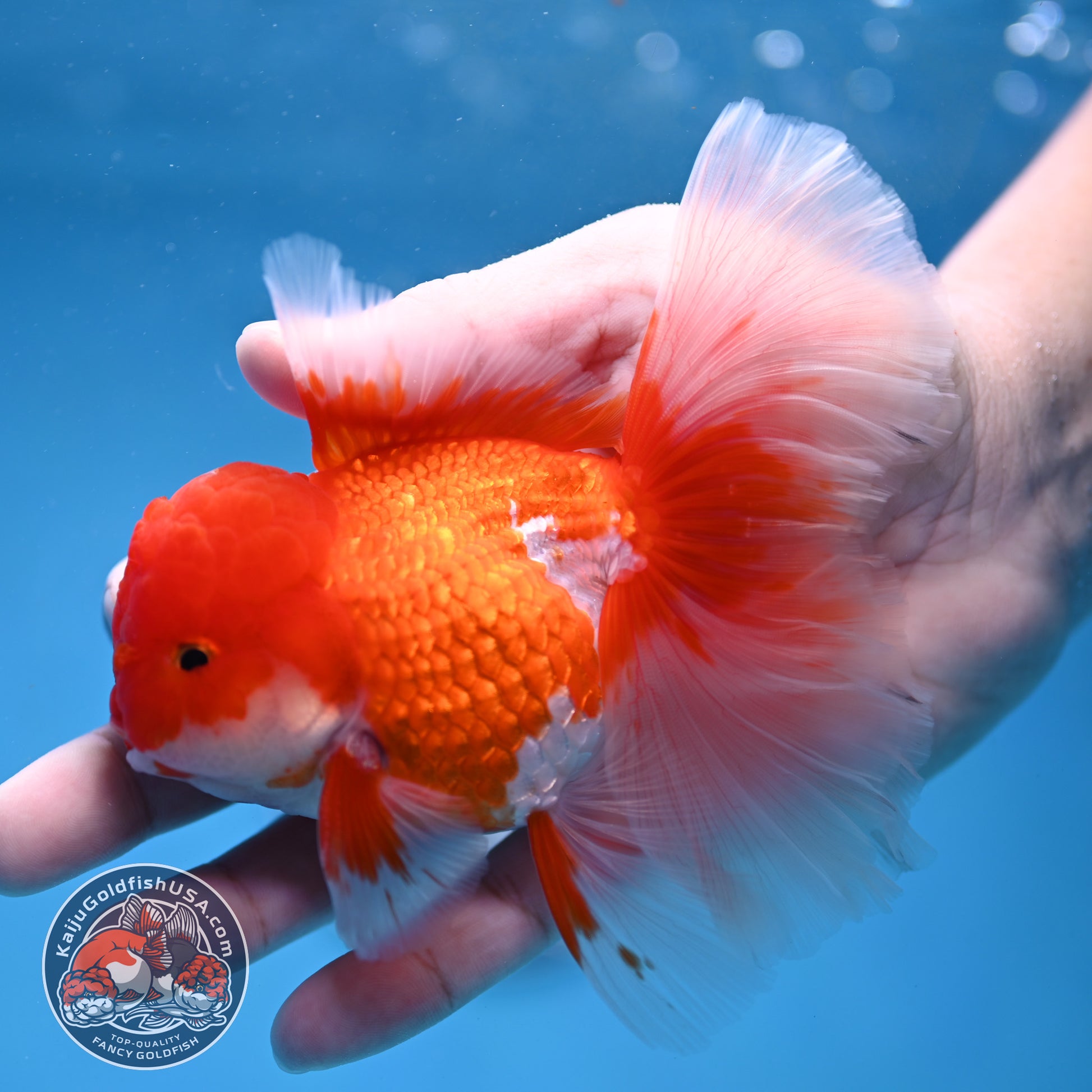 Red White Orchid Tail Oranda 3.5 inch Body (260213_OR12)