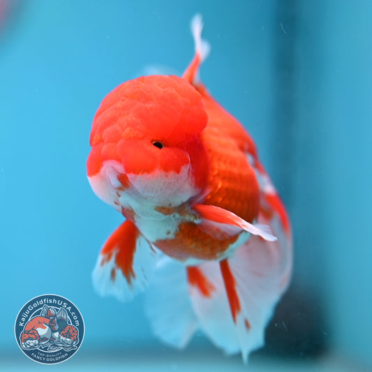Red White Orchid Tail Oranda 3.5 inch Body (260213_OR12)
