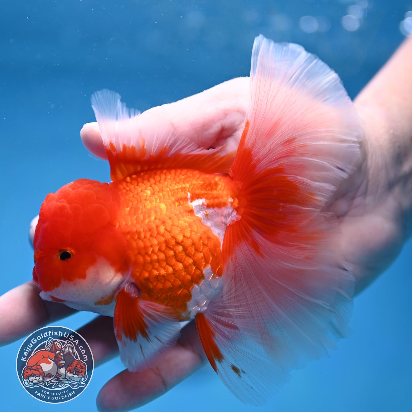 Red White Orchid Tail Oranda 3.5 inch Body (260213_OR12)