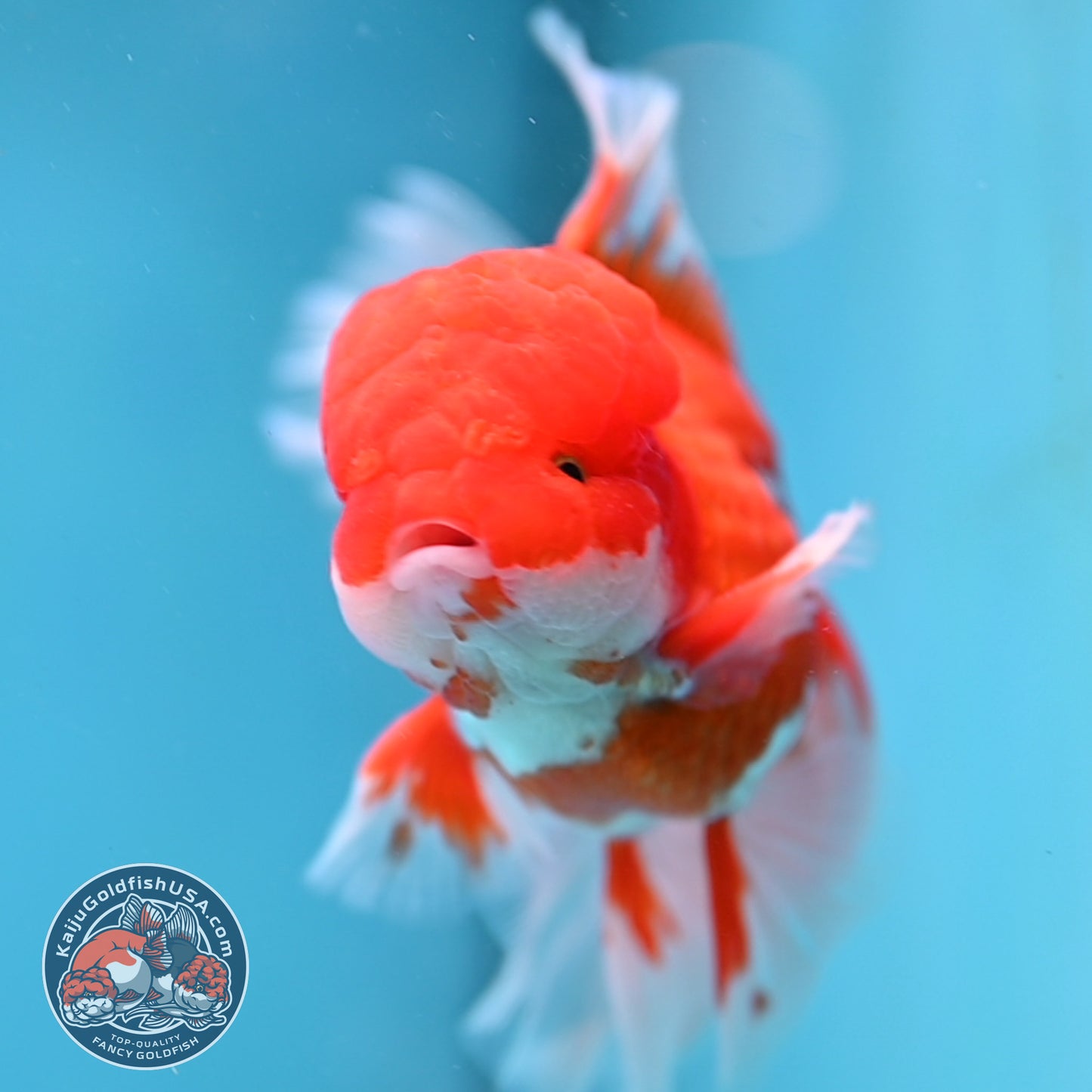 Red White Orchid Tail Oranda 3.5 inch Body (260213_OR12)