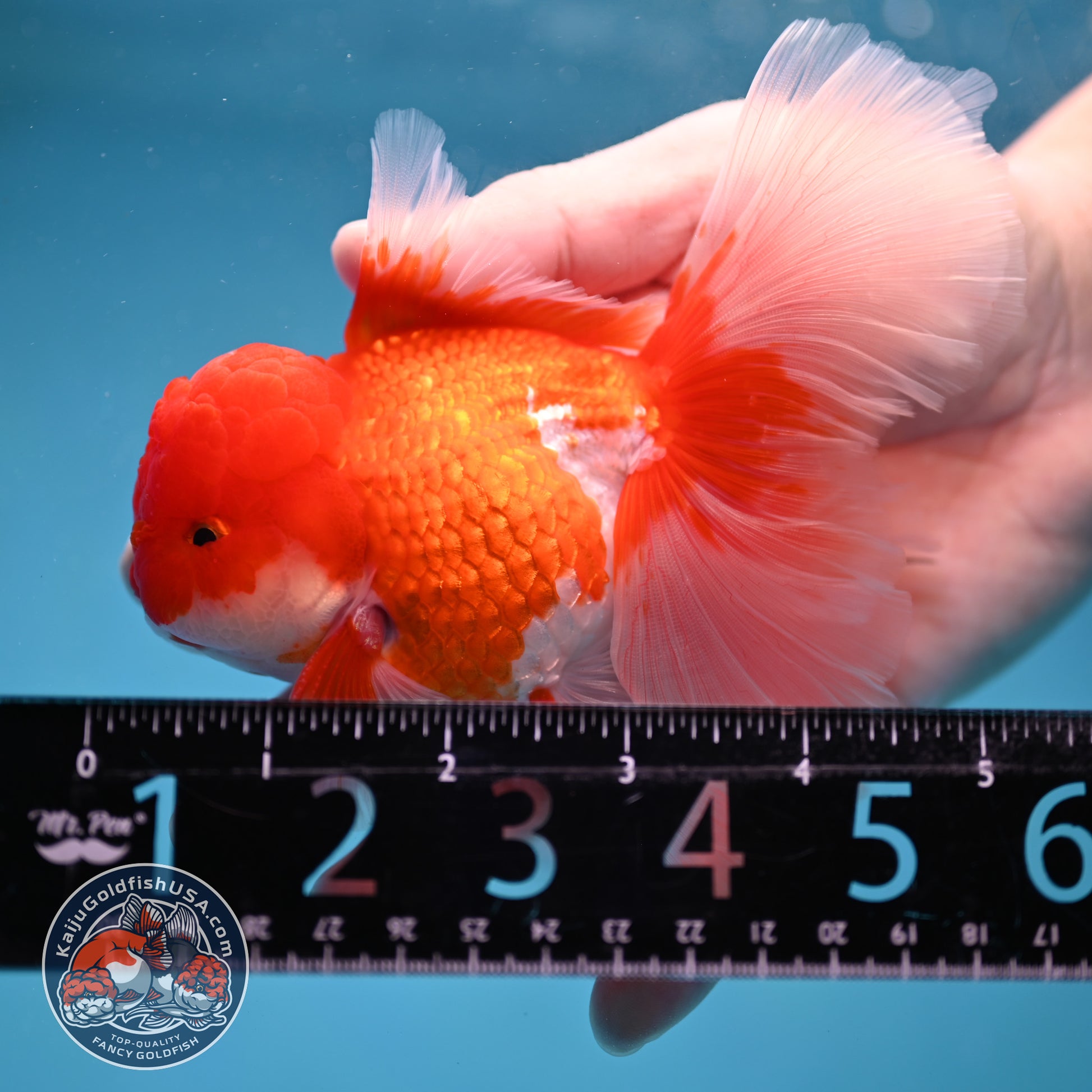 Red White Orchid Tail Oranda 3.5 inch Body (260213_OR12)
