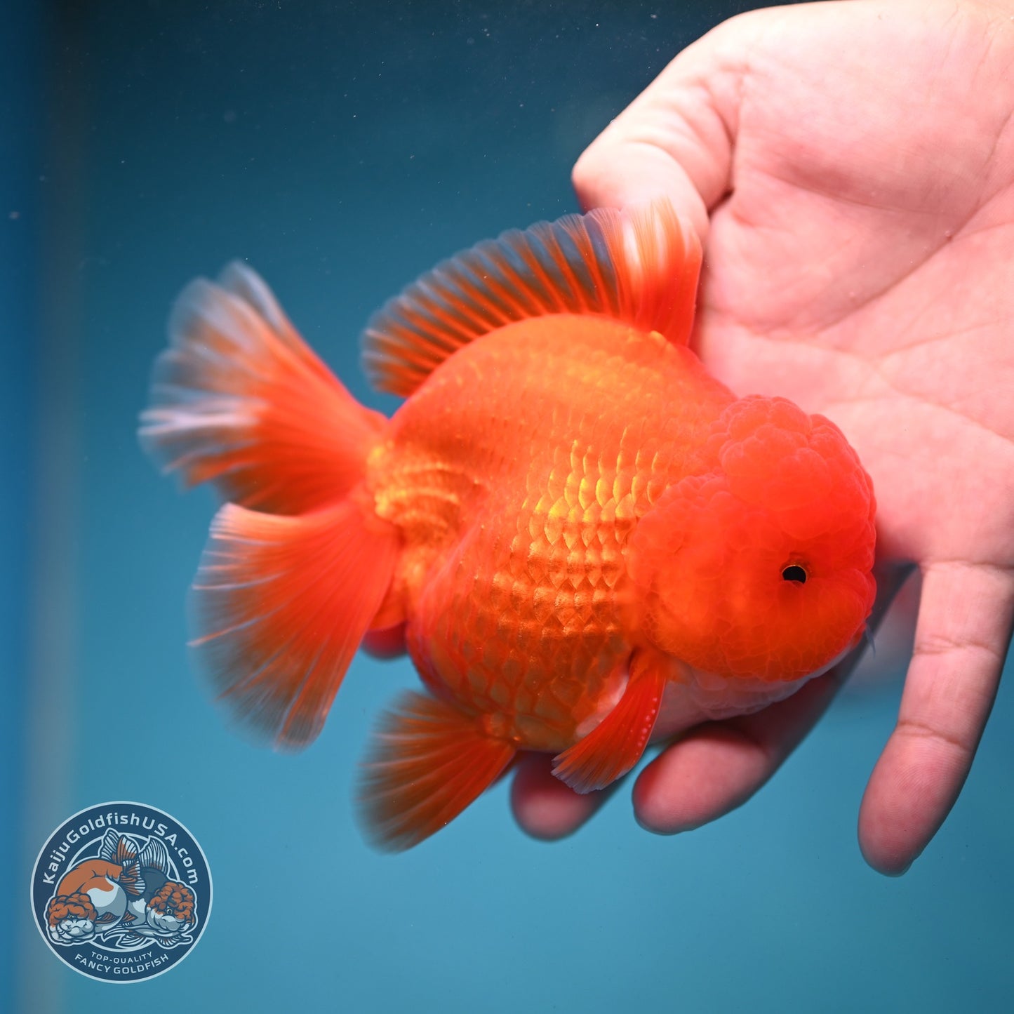 Red White Orchid Tail Oranda 4 inch Body (260821_OR25)