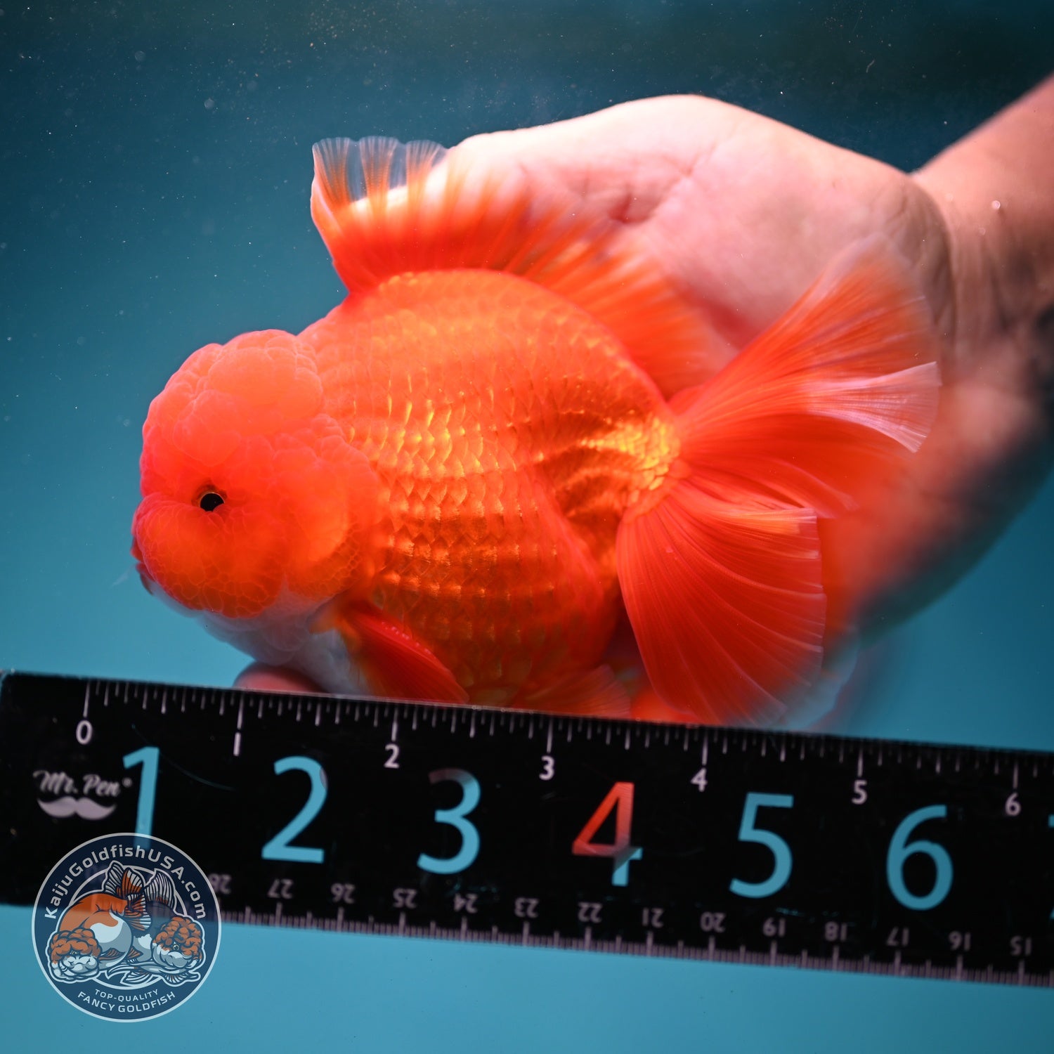 Red White Orchid Tail Oranda 4 inch Body (260821_OR25)
