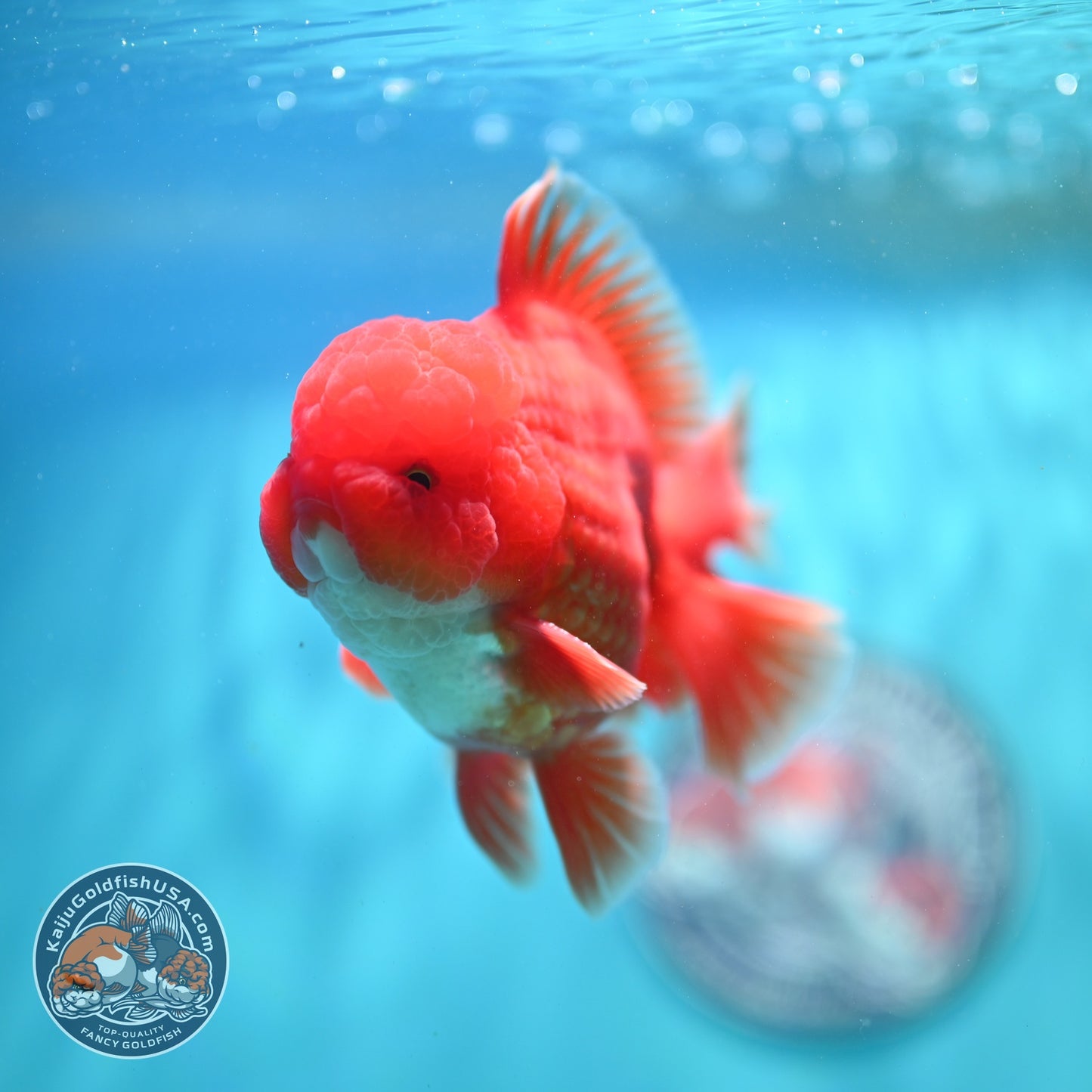 Red White Orchid Tail Oranda 4 inch Body (260821_OR25)