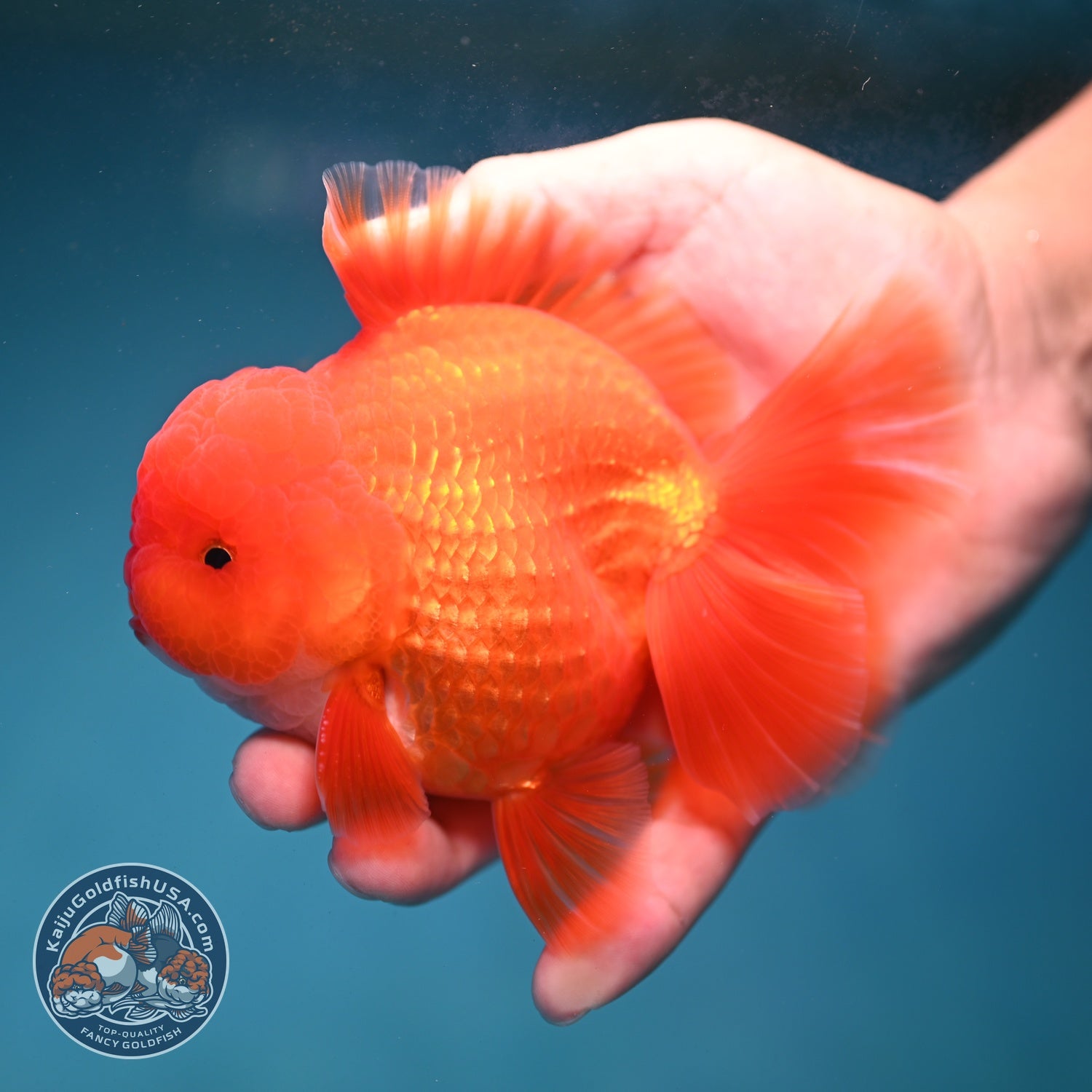 Red White Orchid Tail Oranda 4 inch Body (260821_OR25)