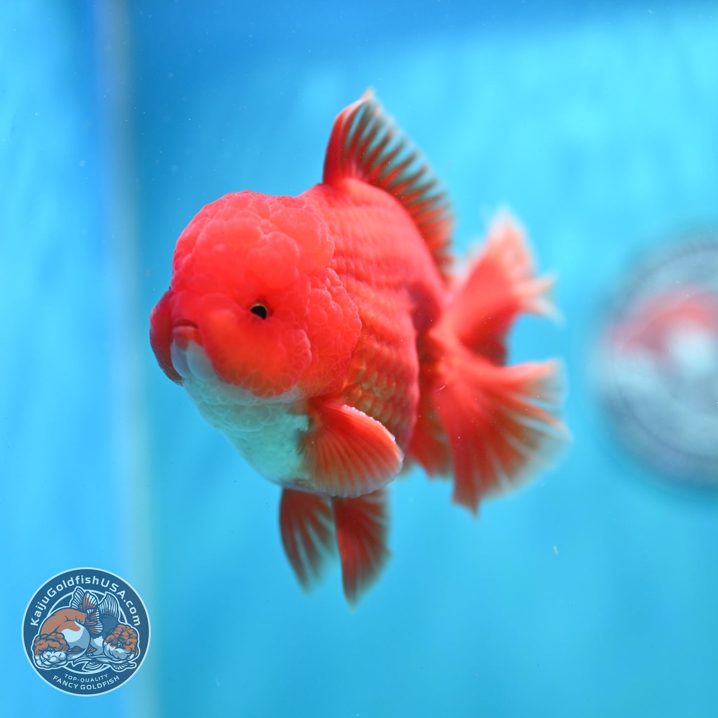 Red White Orchid Tail Oranda 4 inch Body (260821_OR25)