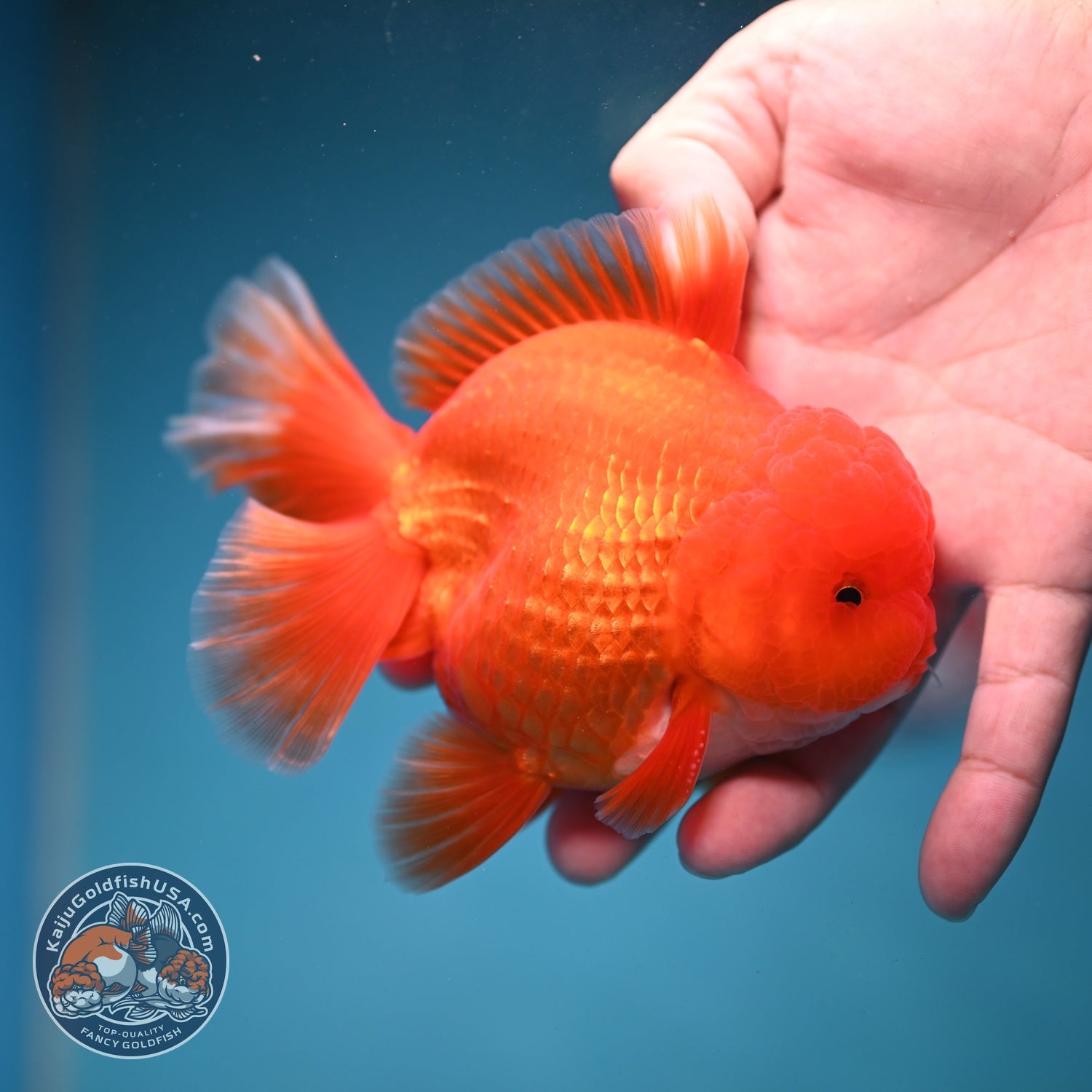 Red White Orchid Tail Oranda 4 inch Body (260821_OR25)
