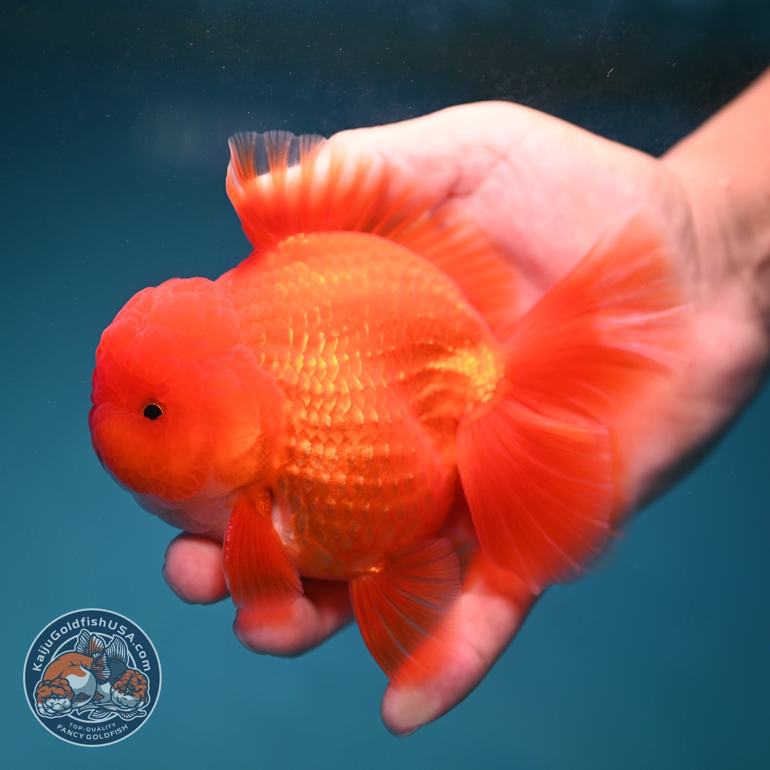 Red White Orchid Tail Oranda 4 inch Body (260821_OR25)