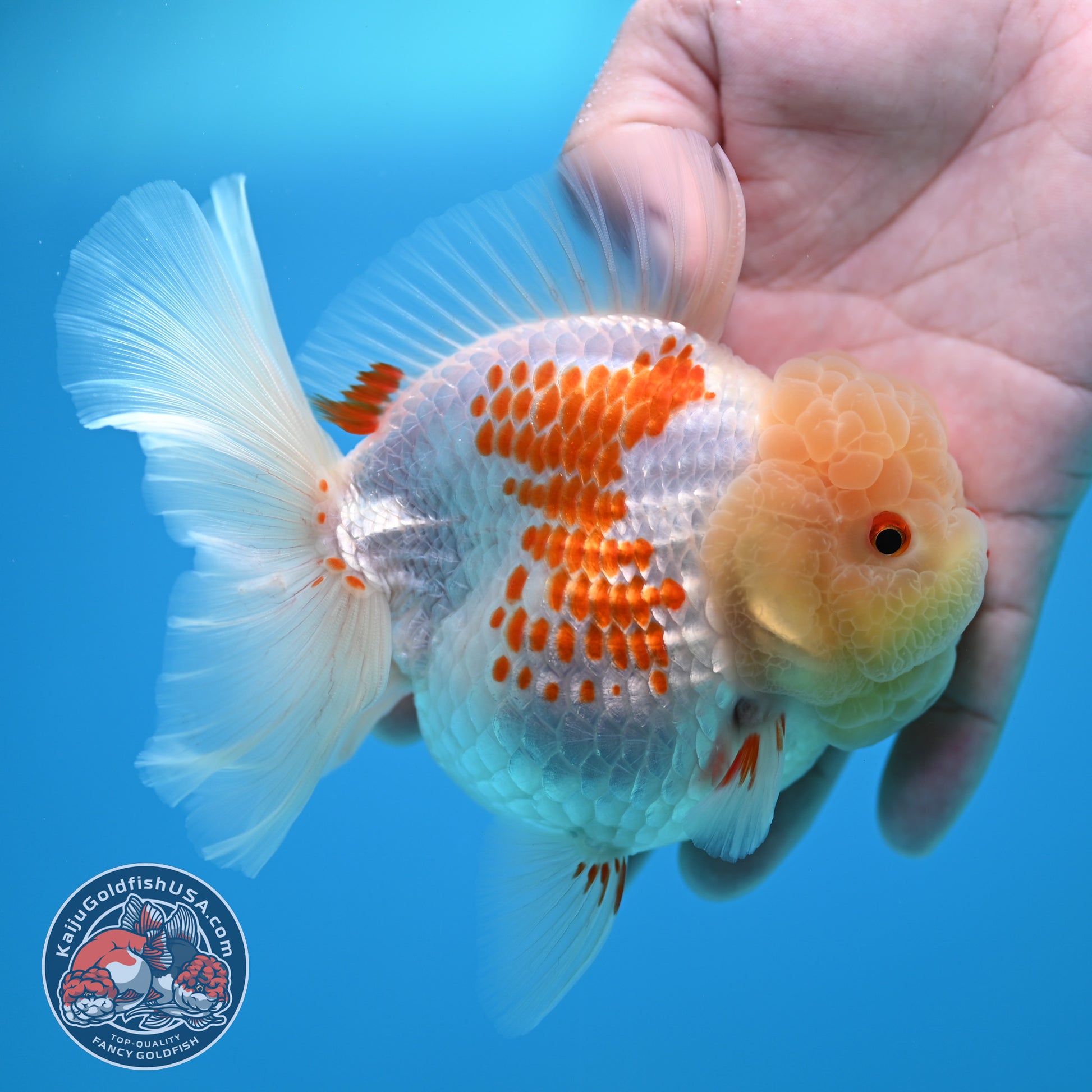 Red White Polka Dot Rose Tail Oranda 4 inch Body (260320_OR05)
