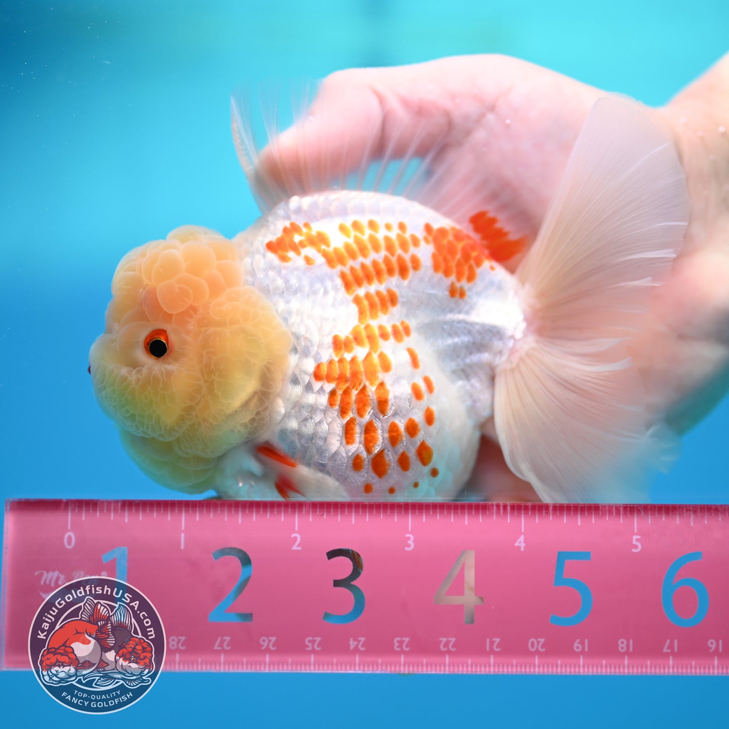 Red White Polka Dot Rose Tail Oranda 4 inch Body (260320_OR05)