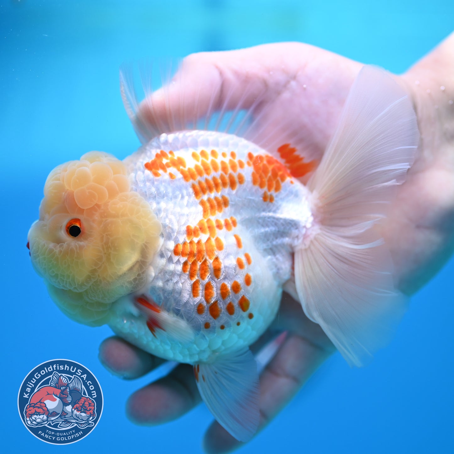 Red White Polka Dot Rose Tail Oranda 4 inch Body (260320_OR05)