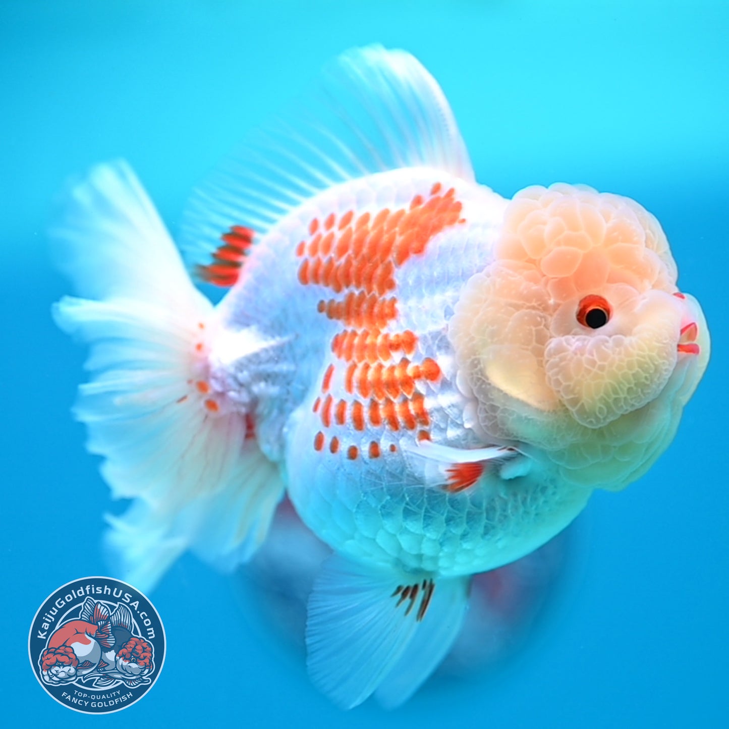 Red White Polka Dot Rose Tail Oranda 4 inch Body (260320_OR05)