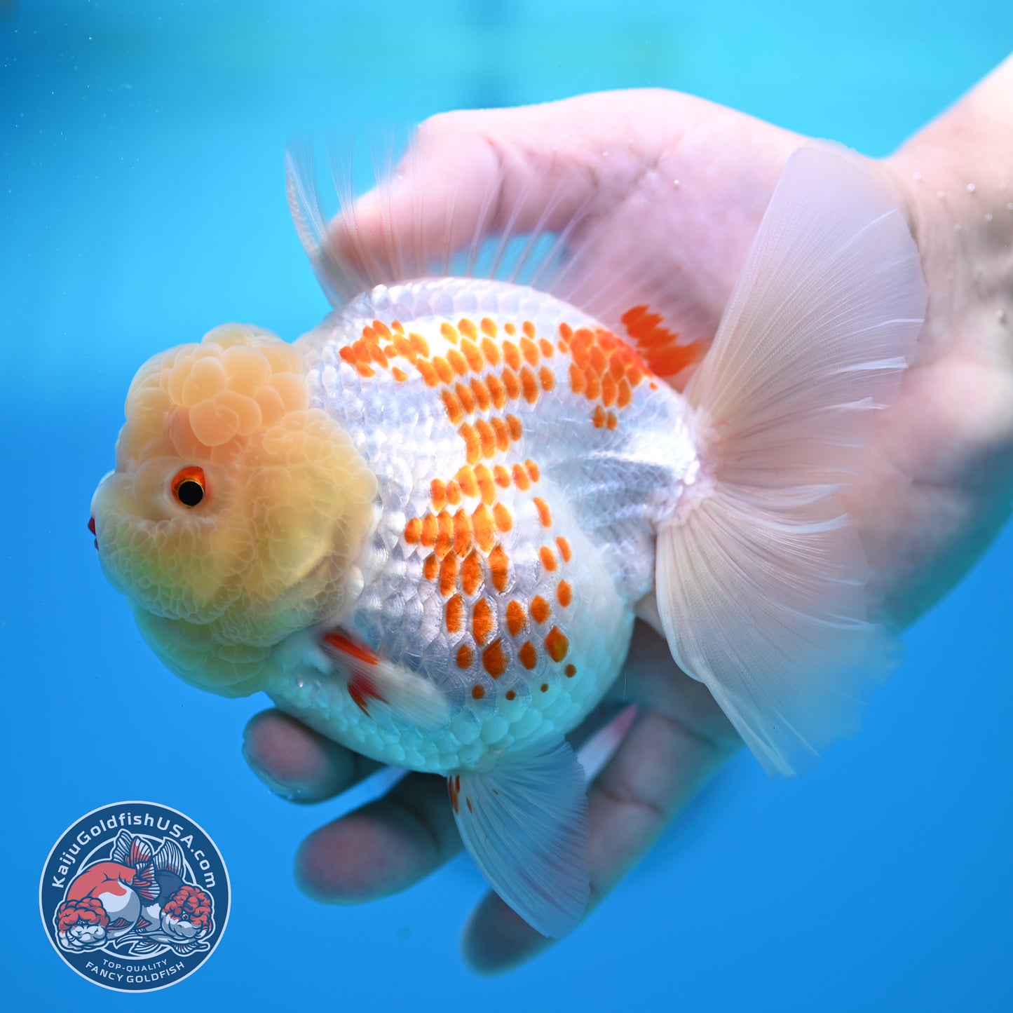 Red White Polka Dot Rose Tail Oranda 4 inch Body (260320_OR05)