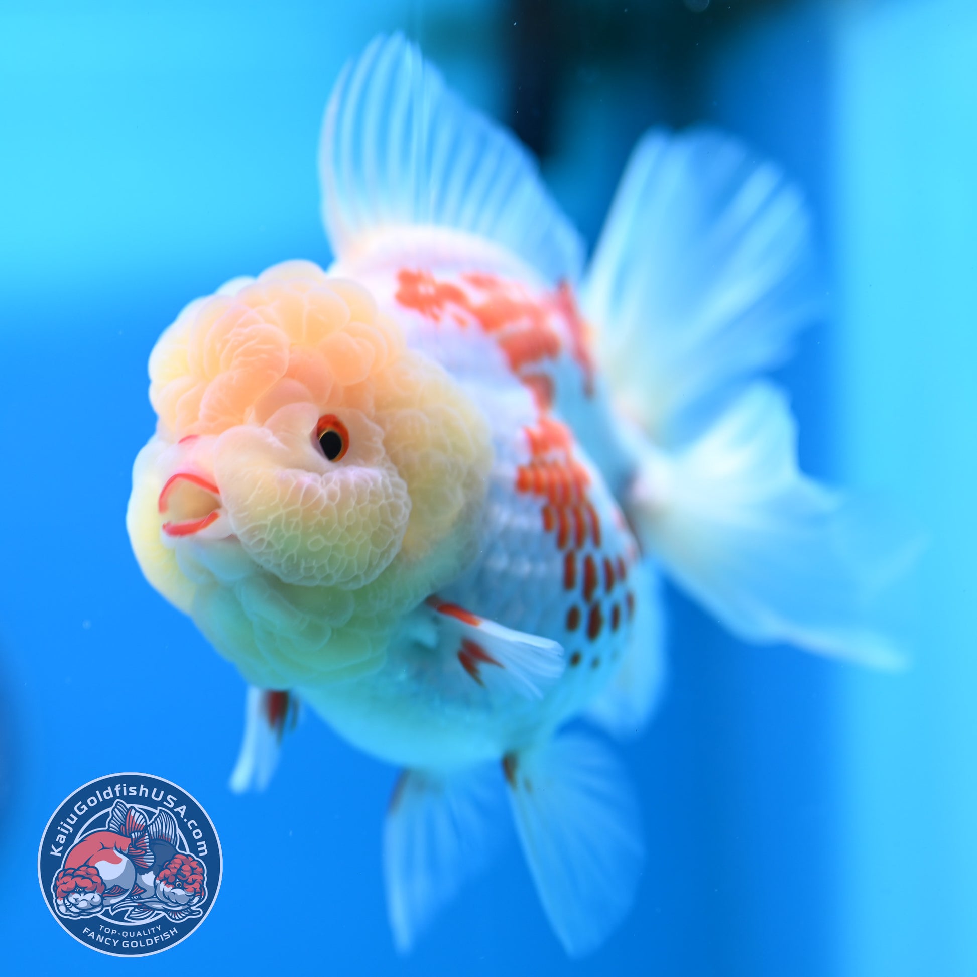 Red White Polka Dot Rose Tail Oranda 4 inch Body (260320_OR05)
