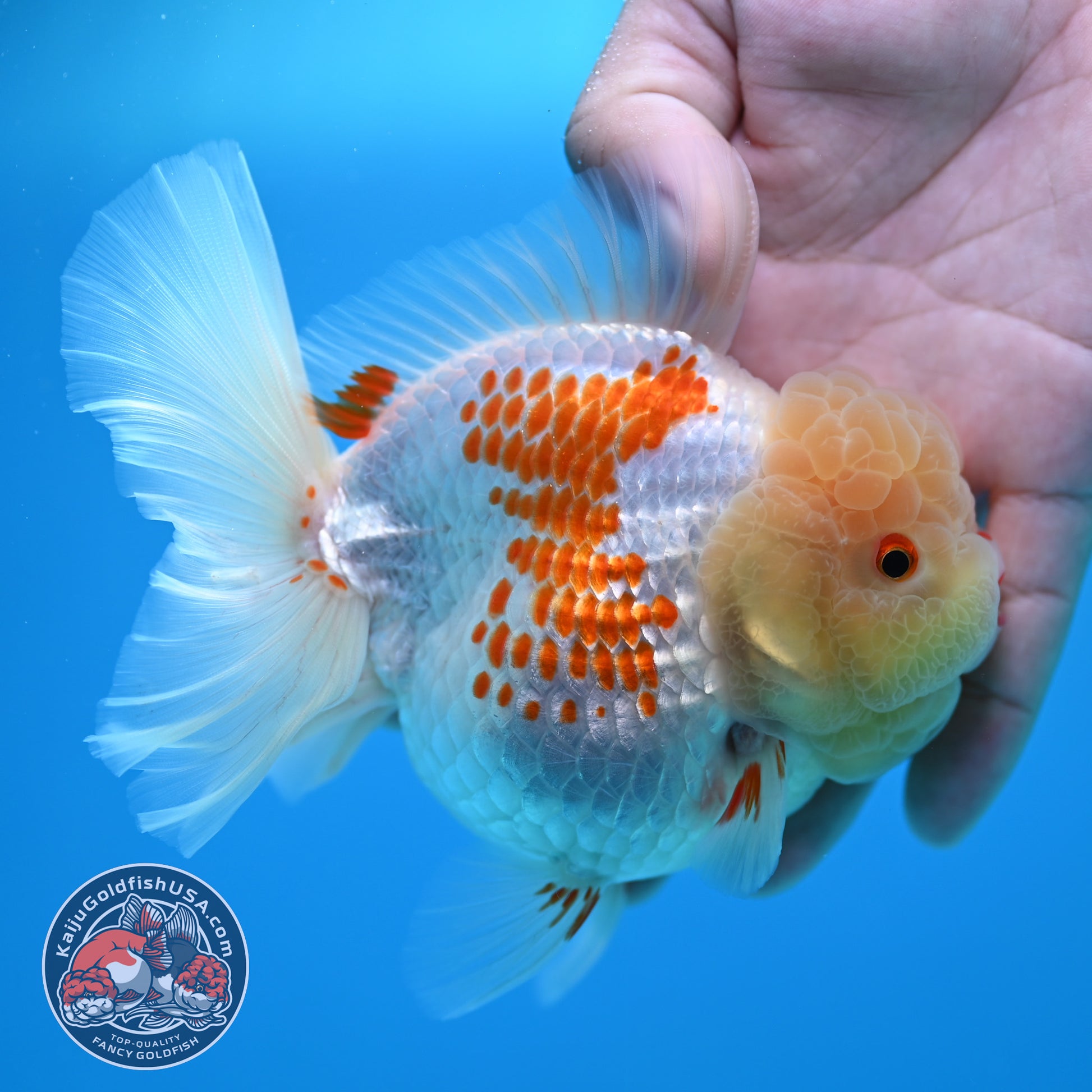 Red White Polka Dot Rose Tail Oranda 4 inch Body (260320_OR05)