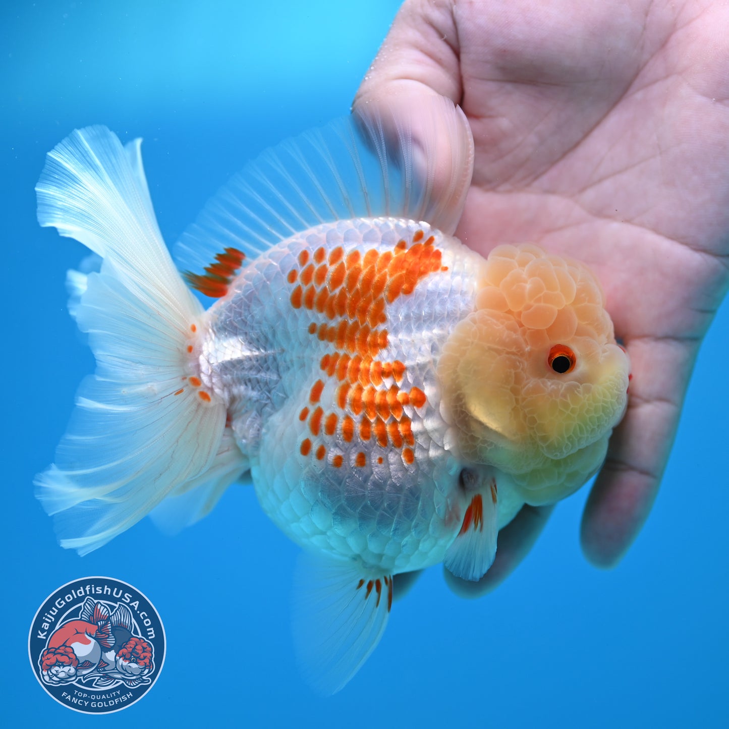 Red White Polka Dot Rose Tail Oranda 4 inch Body (260320_OR05)