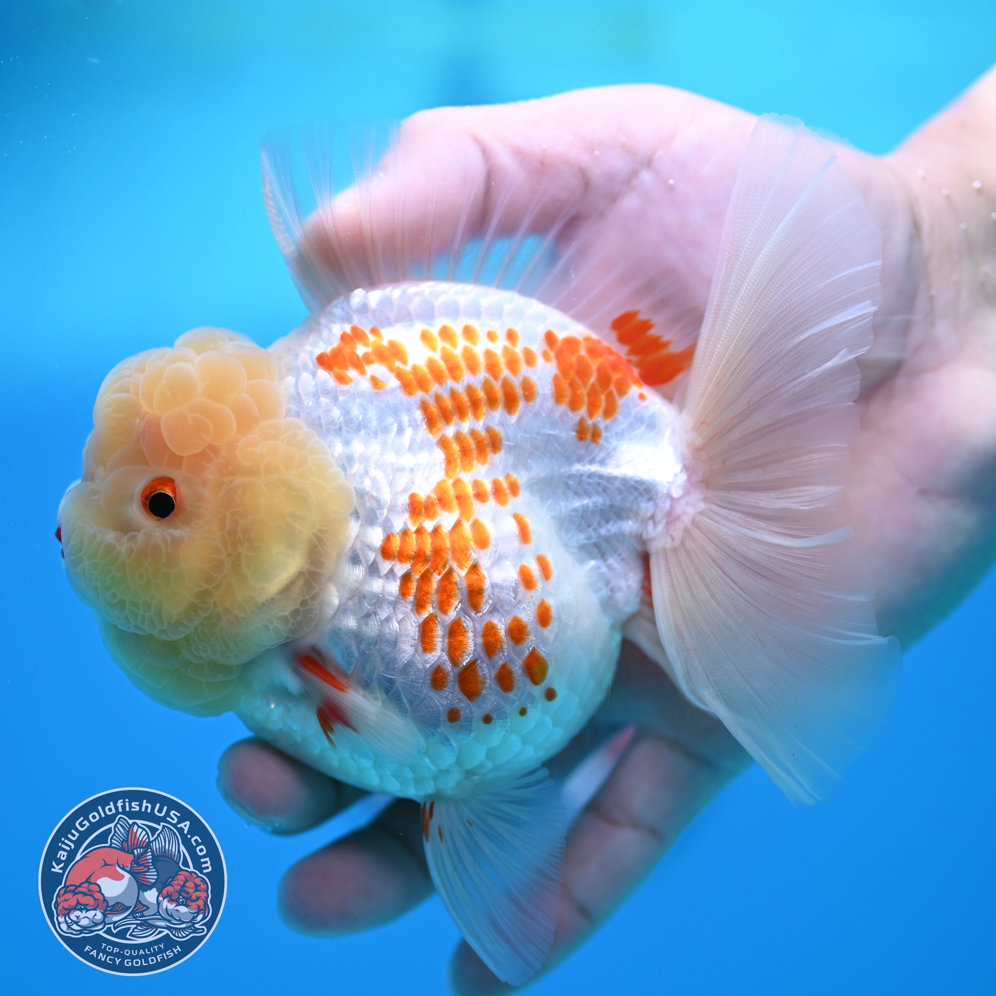 Red White Polka Dot Rose Tail Oranda 4 inch Body (260320_OR05)