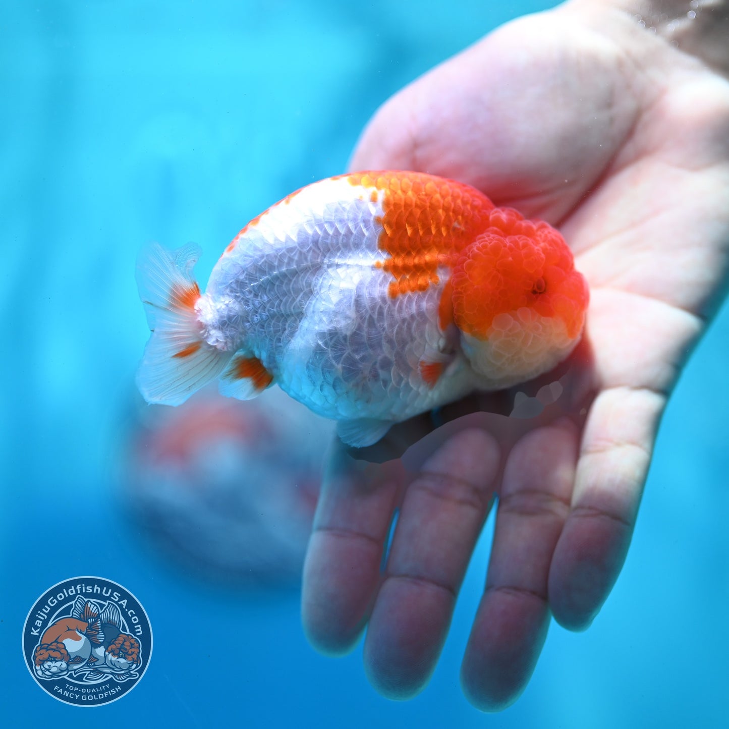 Red White Ranchu 3 inch Body (260522_RC02)