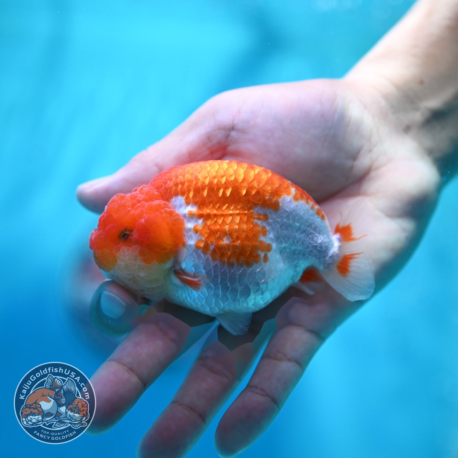 Red White Ranchu 3 inch Body (260522_RC02)