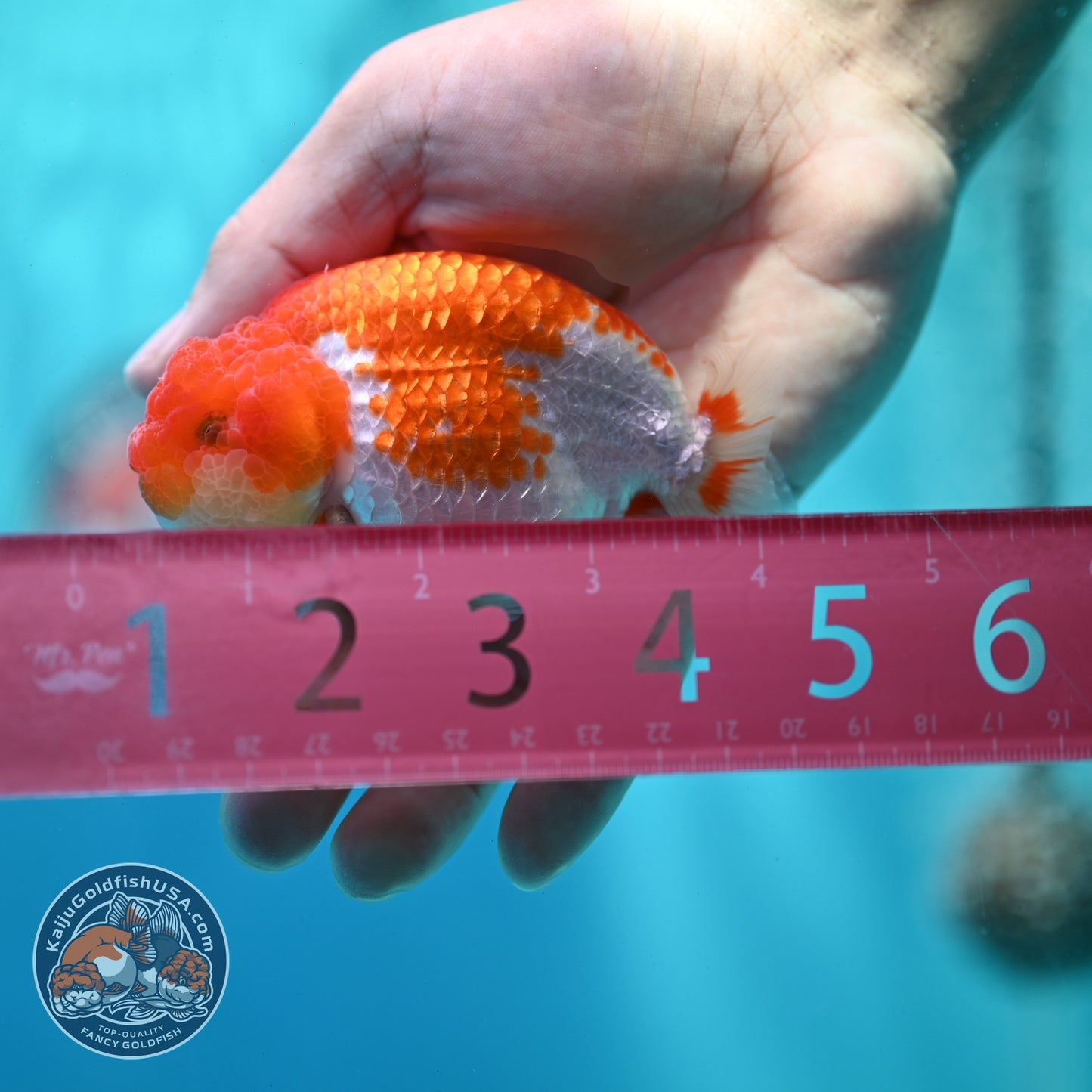 Red White Ranchu 3 inch Body (260522_RC02)