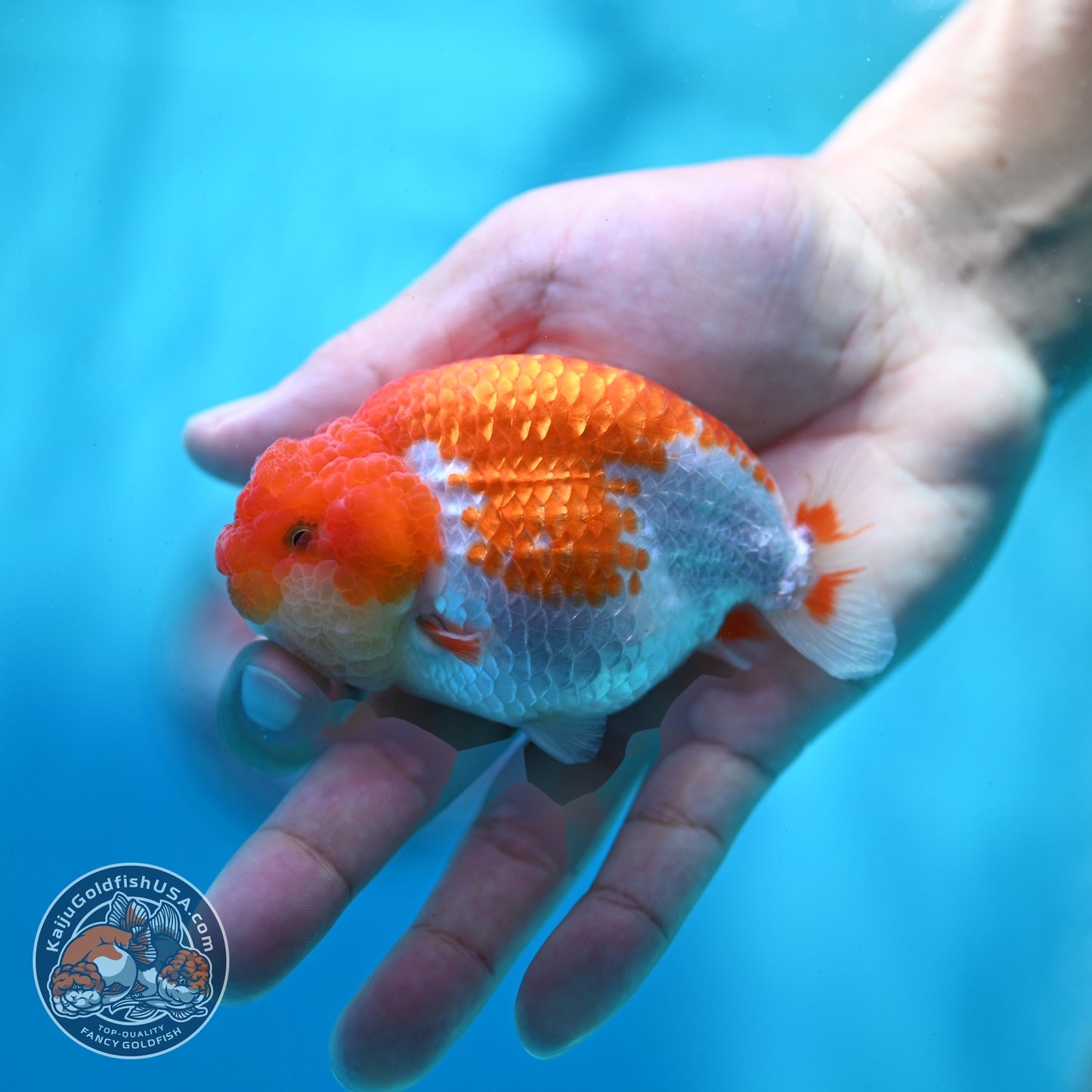 Red White Ranchu 3 inch Body (260522_RC02)