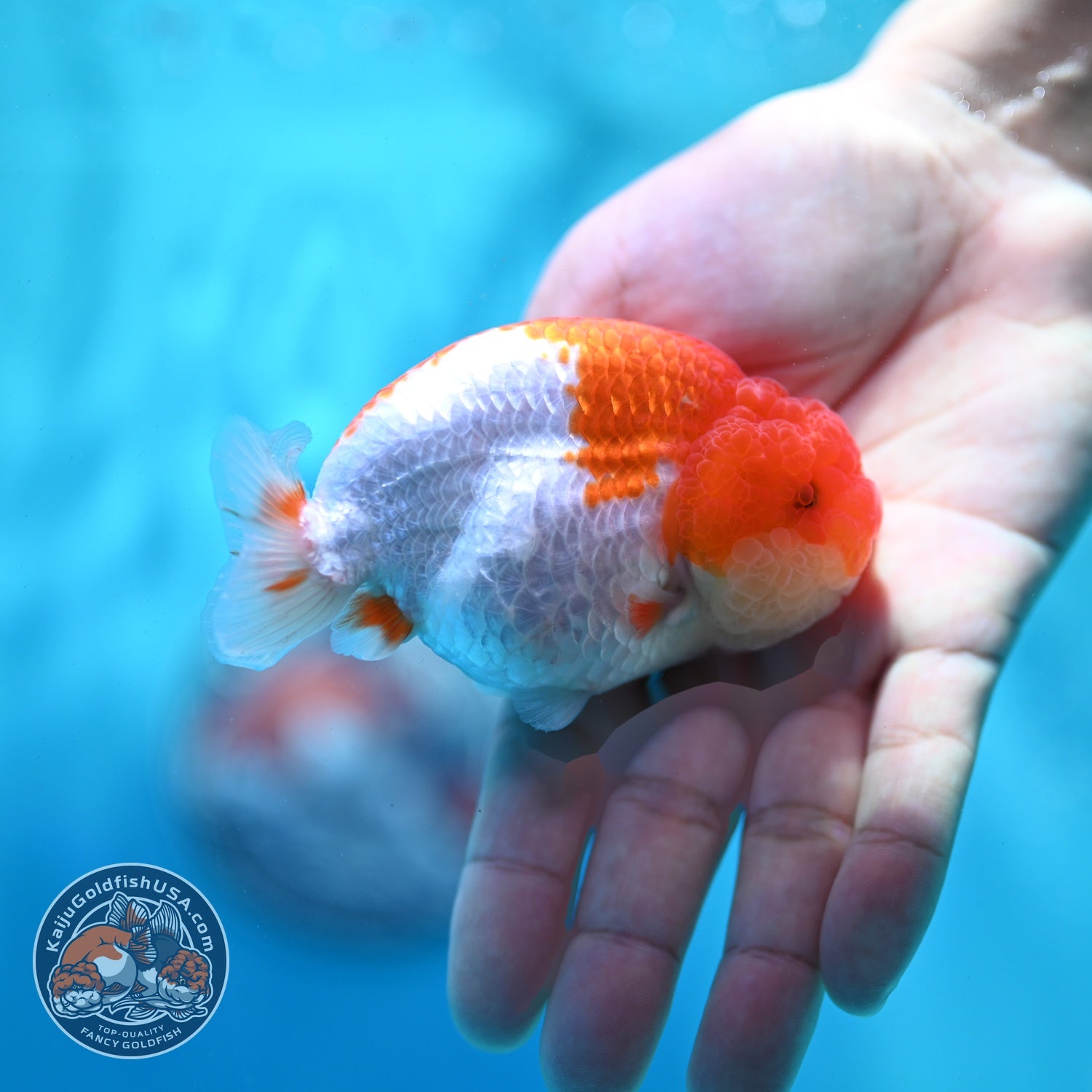 Red White Ranchu 3 inch Body (260522_RC02)