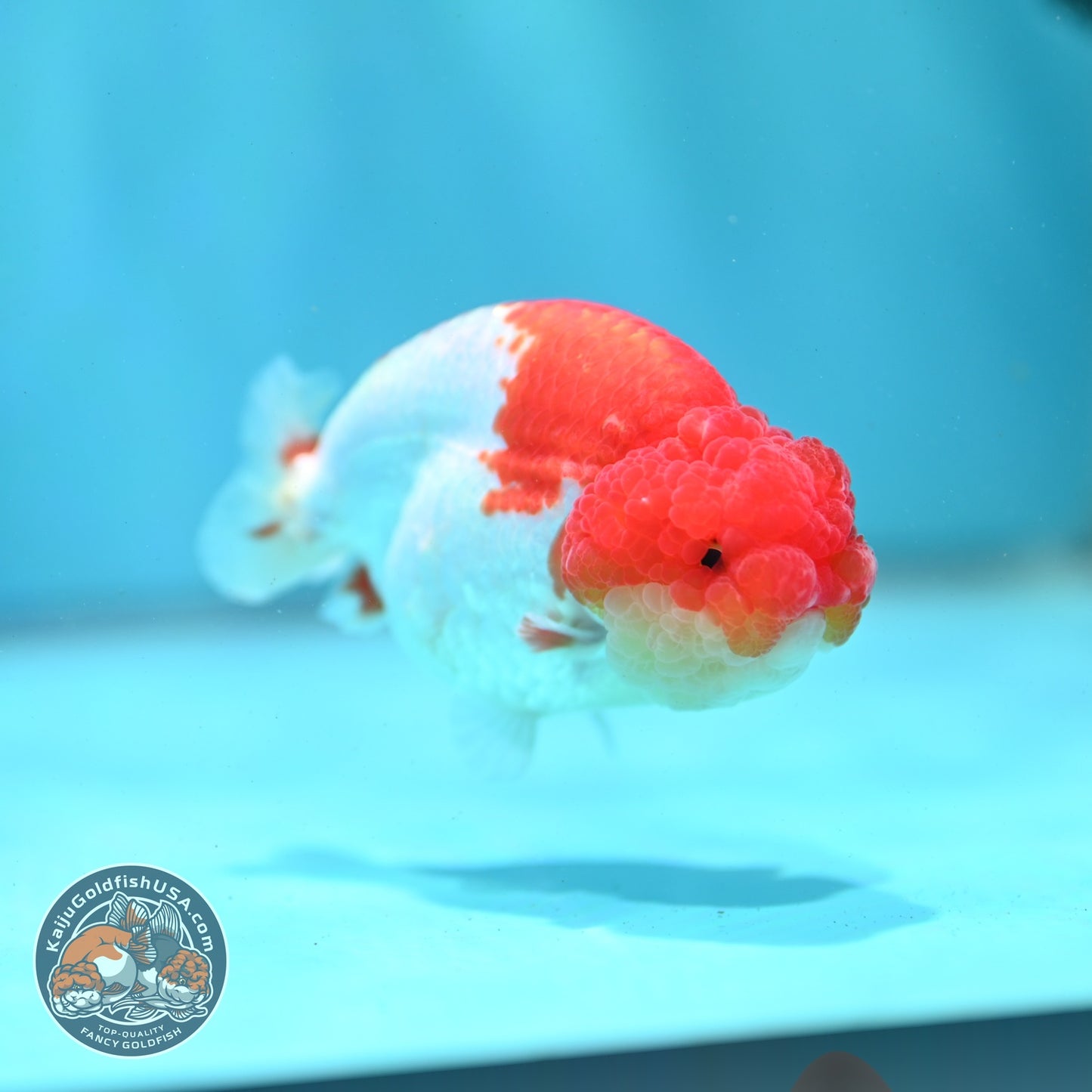 Red White Ranchu 3 inch Body (260522_RC02)