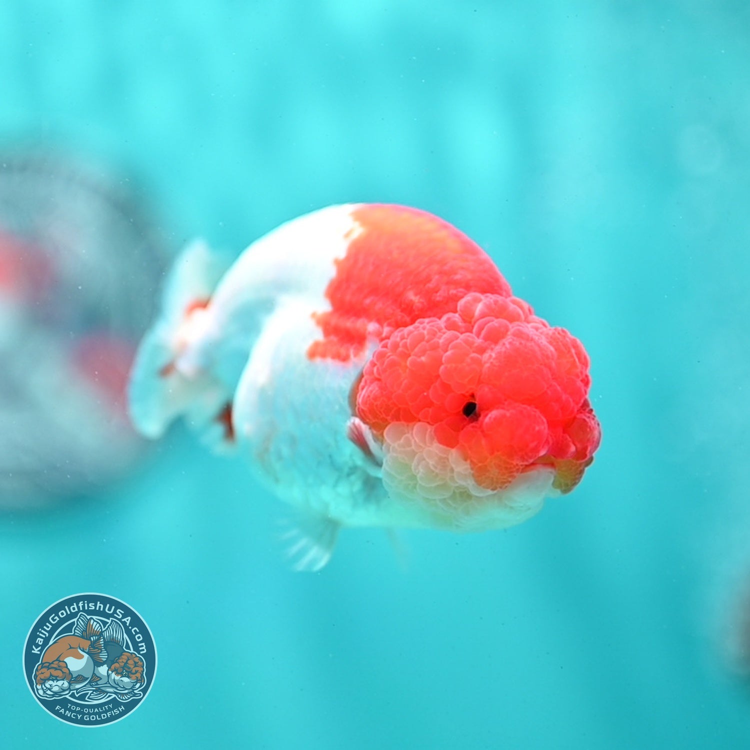 Red White Ranchu 3 inch Body (260522_RC02)