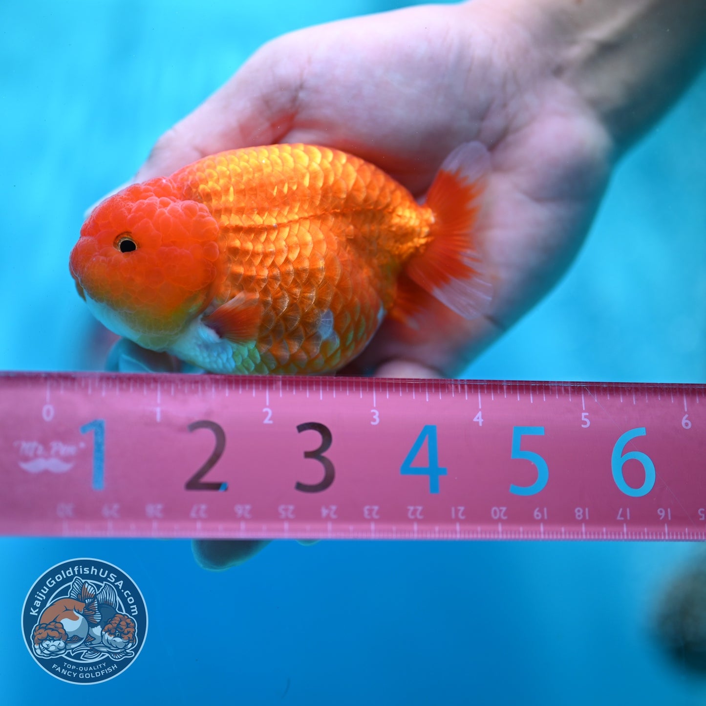 Red White Ranchu 3 inch Body (260522_RC04)