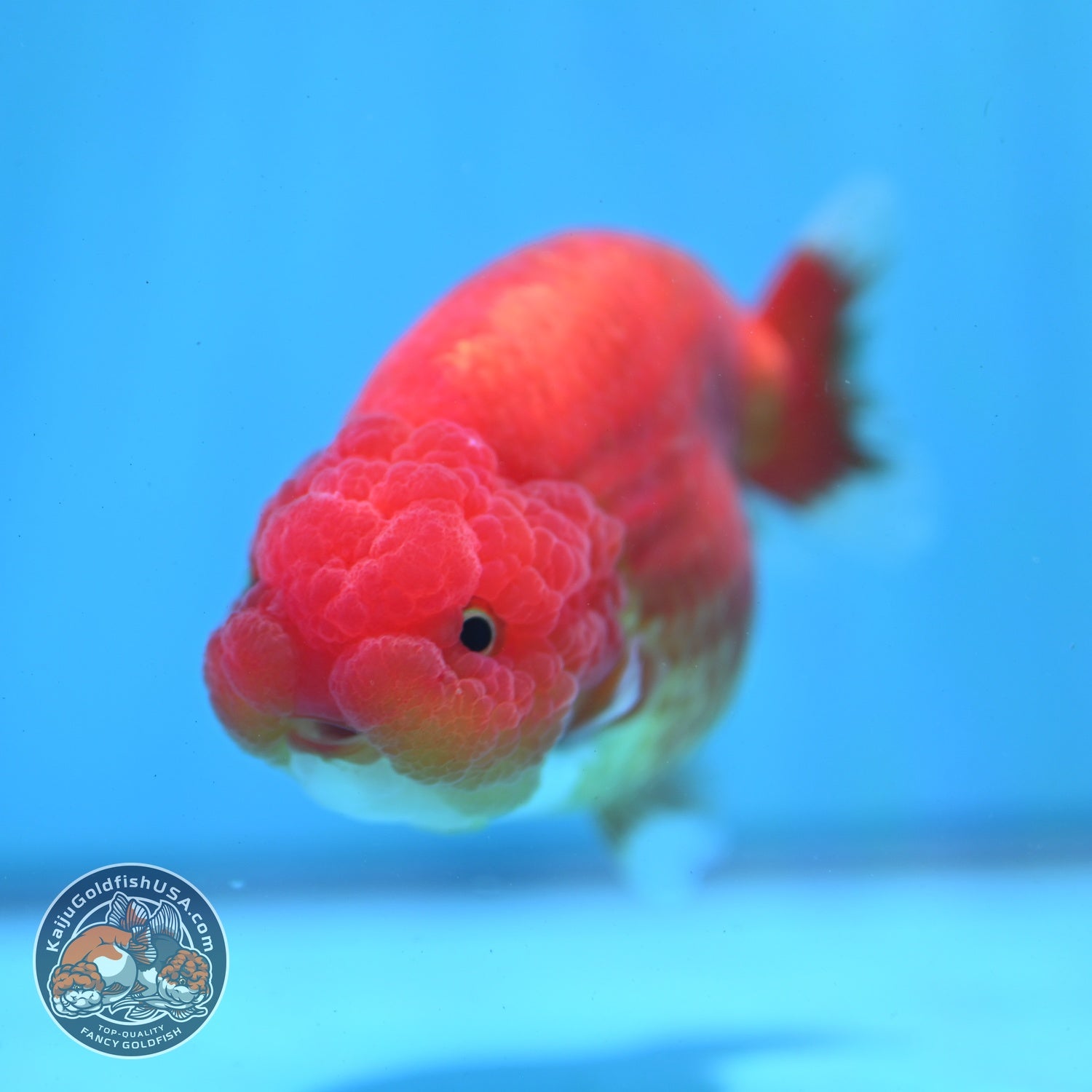 Red White Ranchu 3 inch Body (260522_RC04)
