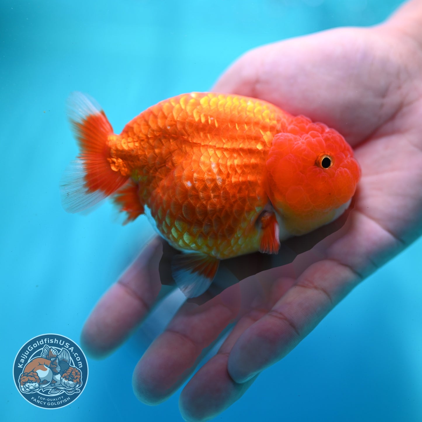 Red White Ranchu 3 inch Body (260522_RC04)