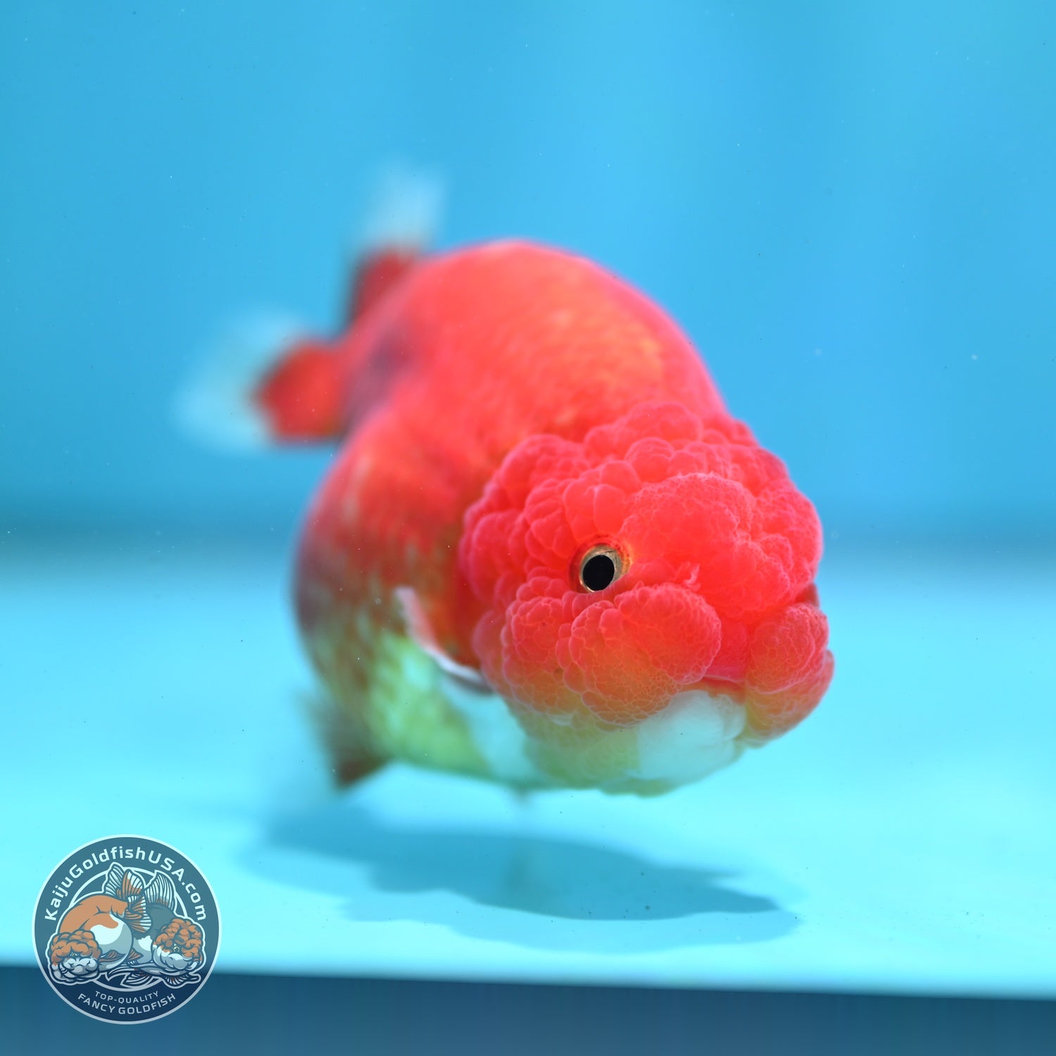 Red White Ranchu 3 inch Body (260522_RC04)