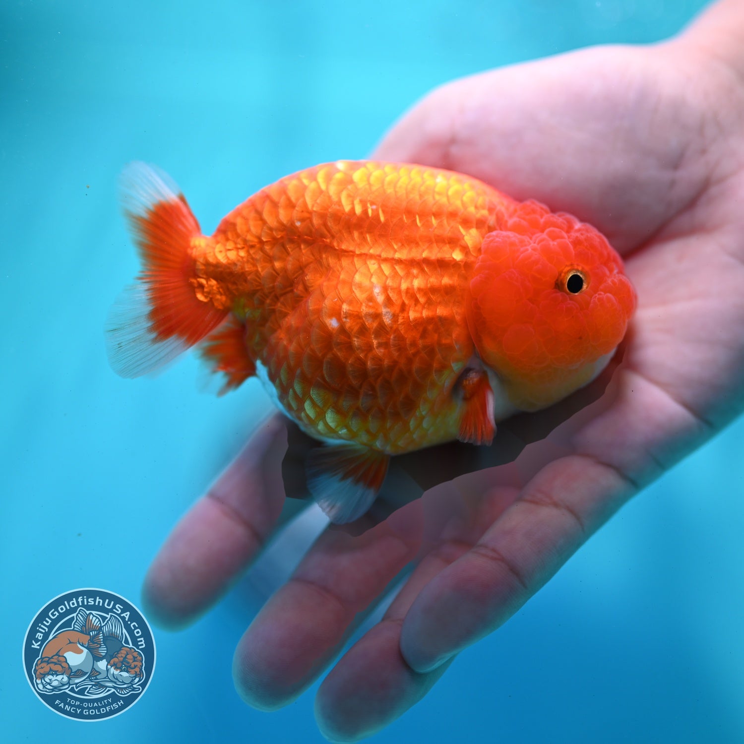 Red White Ranchu 3 inch Body (260522_RC04)