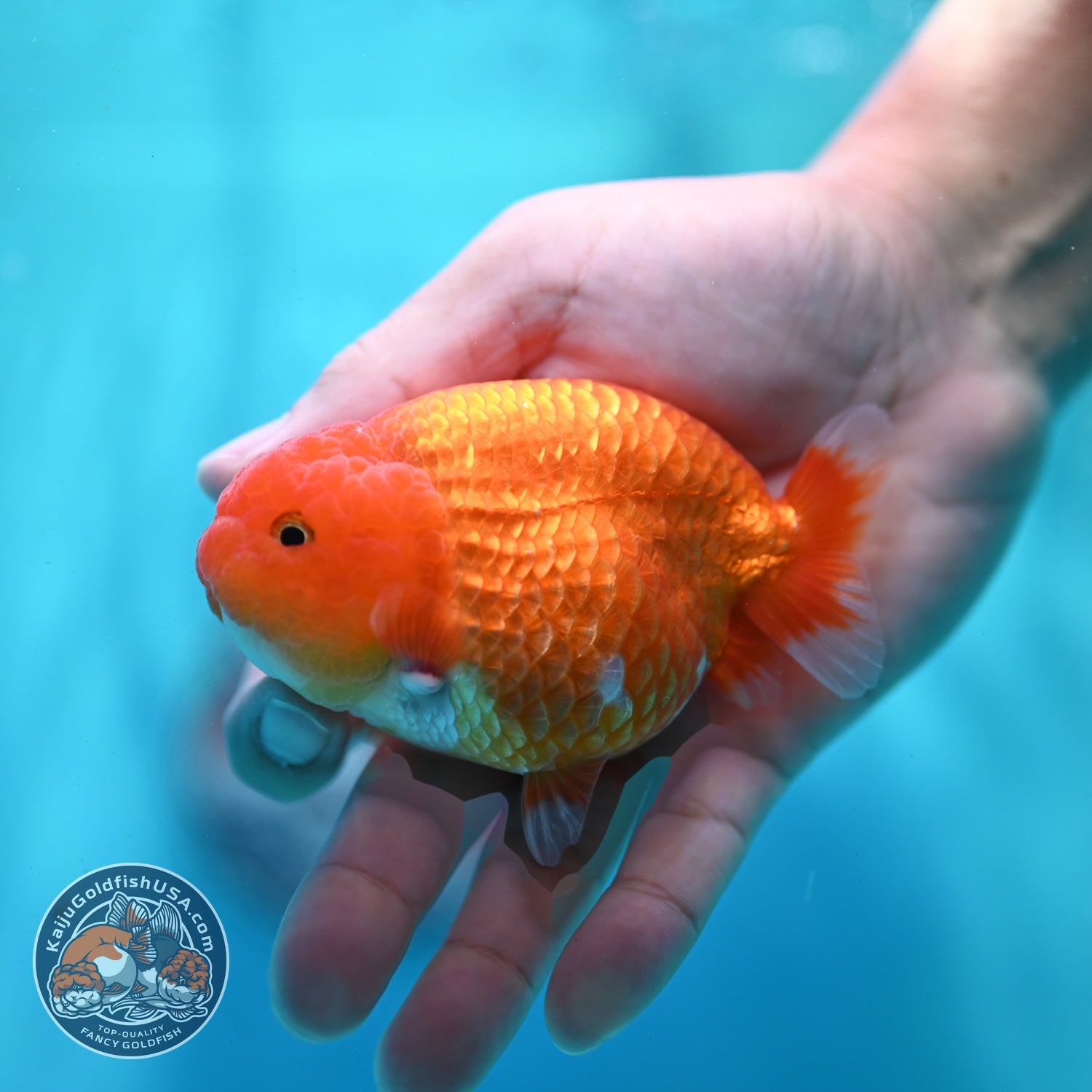 Red White Ranchu 3 inch Body (260522_RC04)