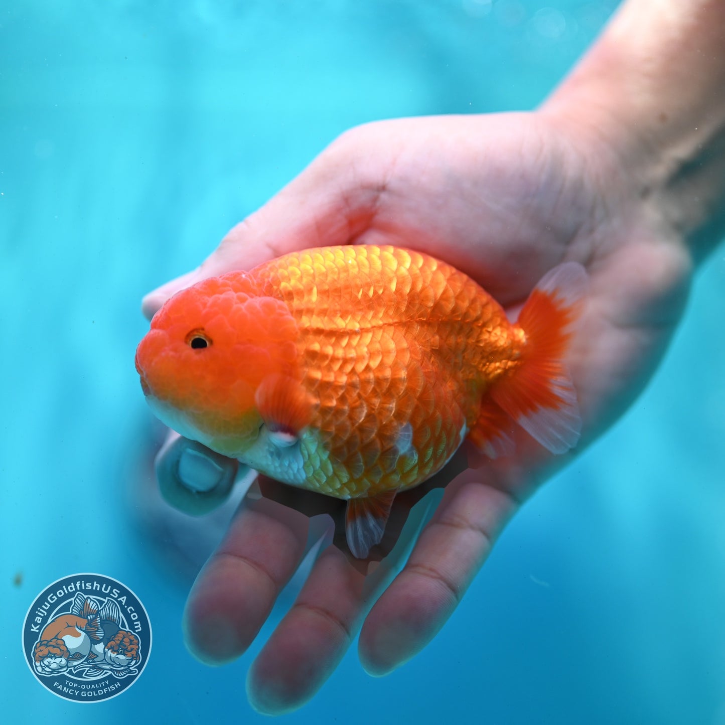 Red White Ranchu 3 inch Body (260522_RC04)