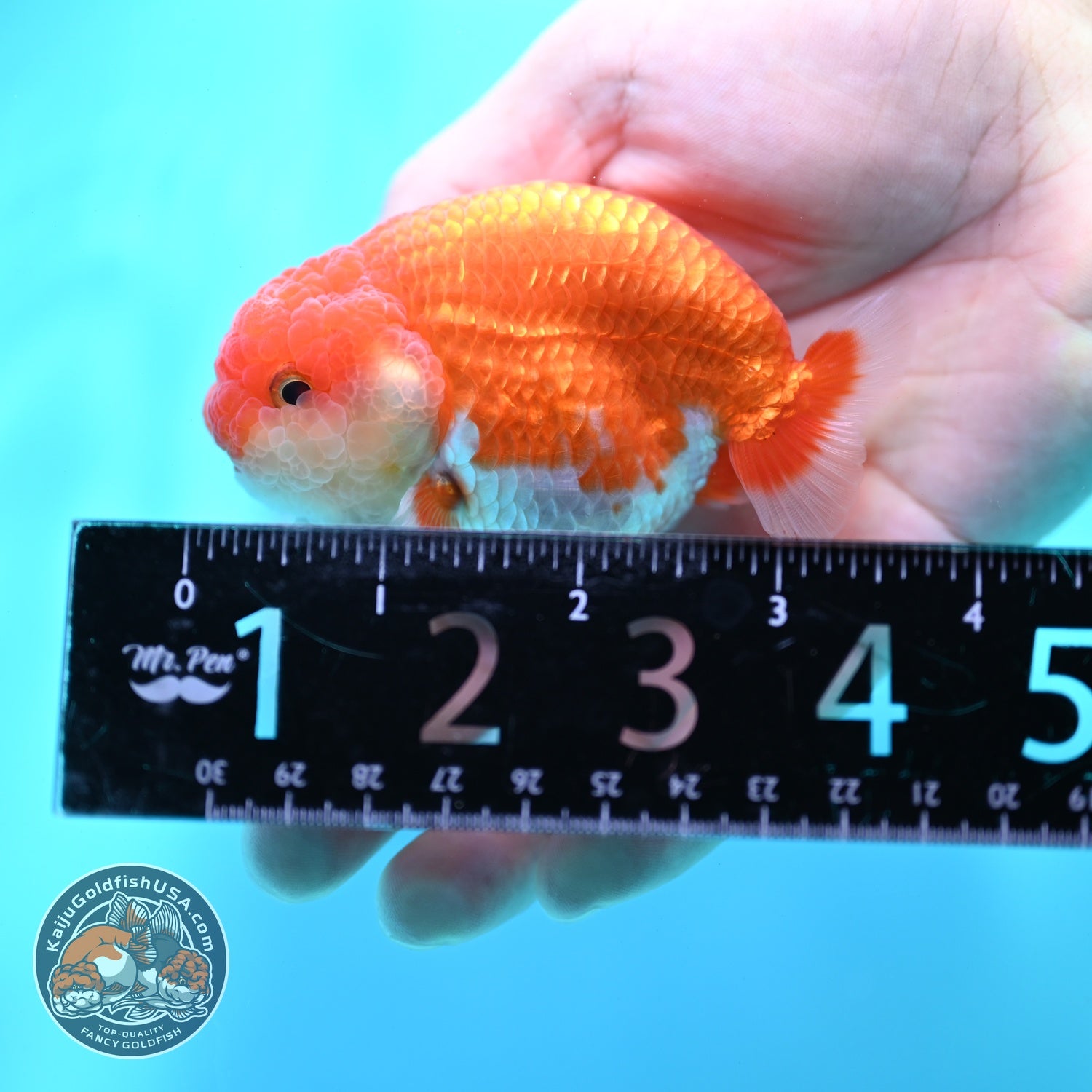 Red White Ranchu 3 inch Body (260522_RC05)